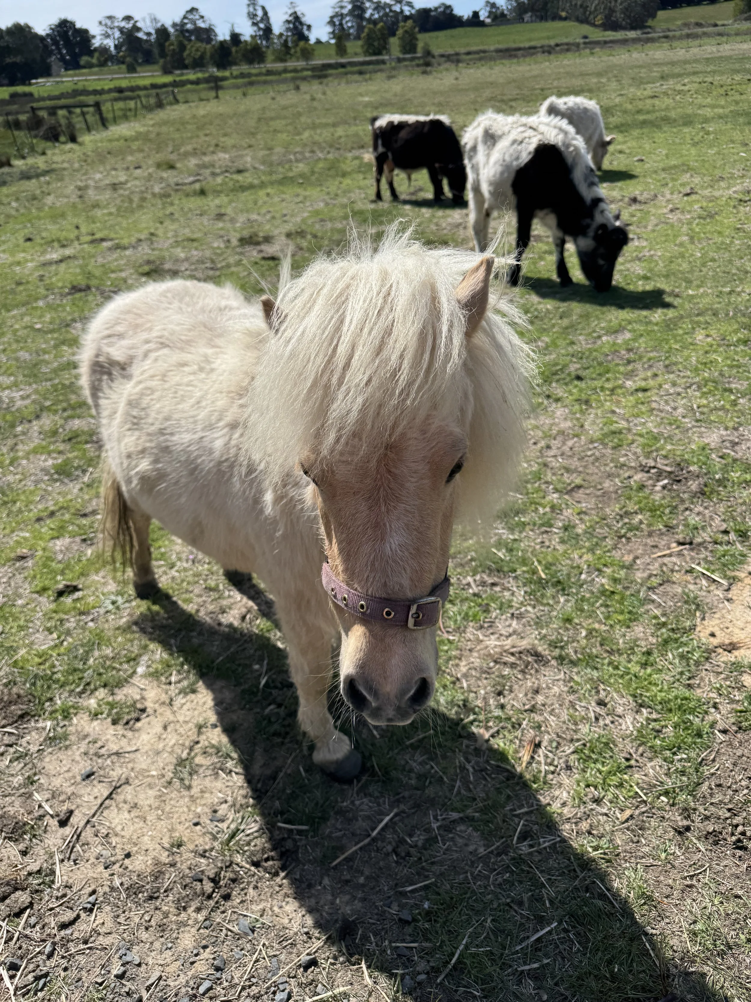 A small white pony standing in a grassy field with other horses grazing in the background on a sunny day.