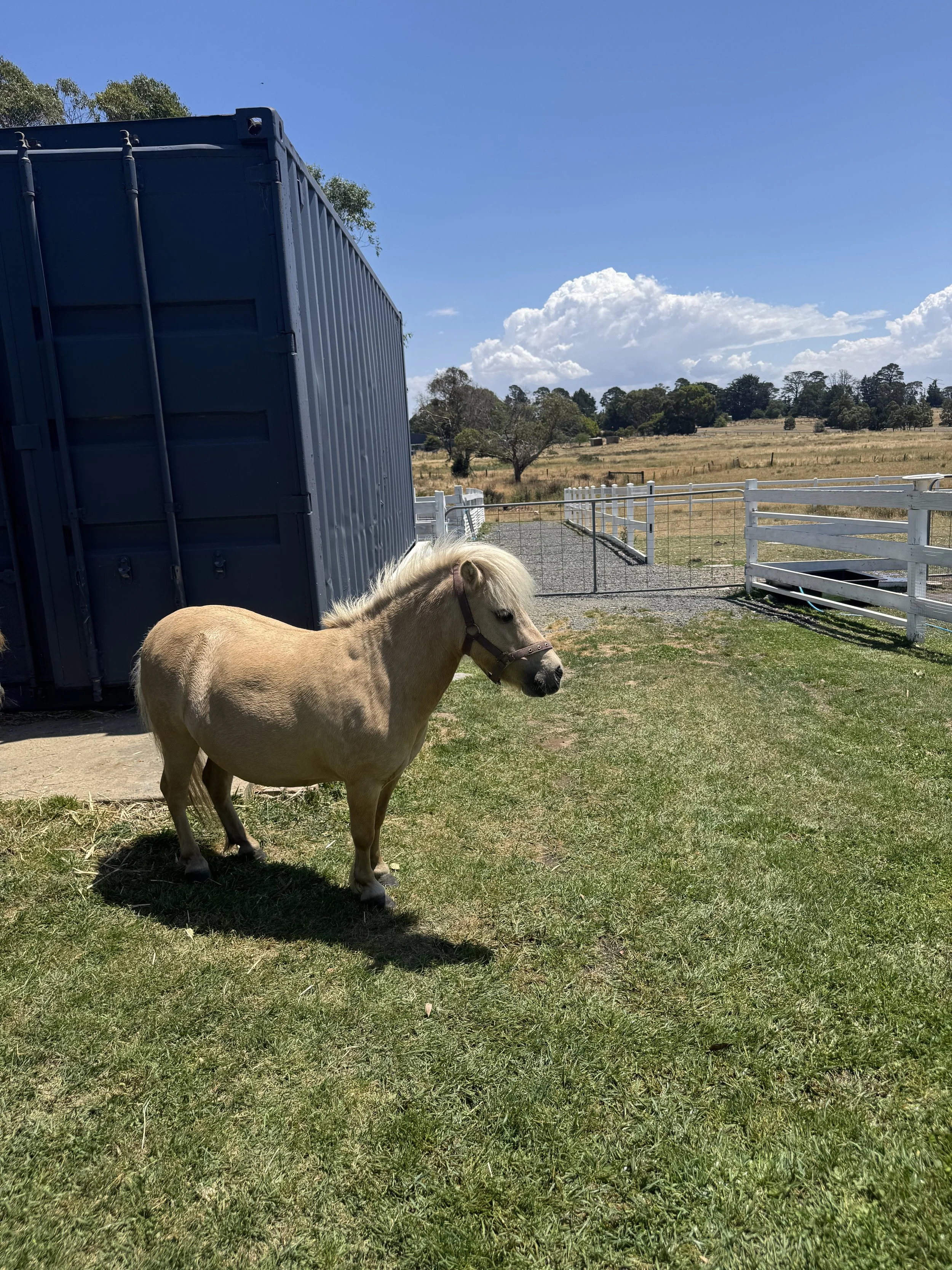 A small beige pony with a white mane standing on a grassy area in a fenced outdoor space next to a blue storage container, with fields and trees in the background under a partly cloudy sky.