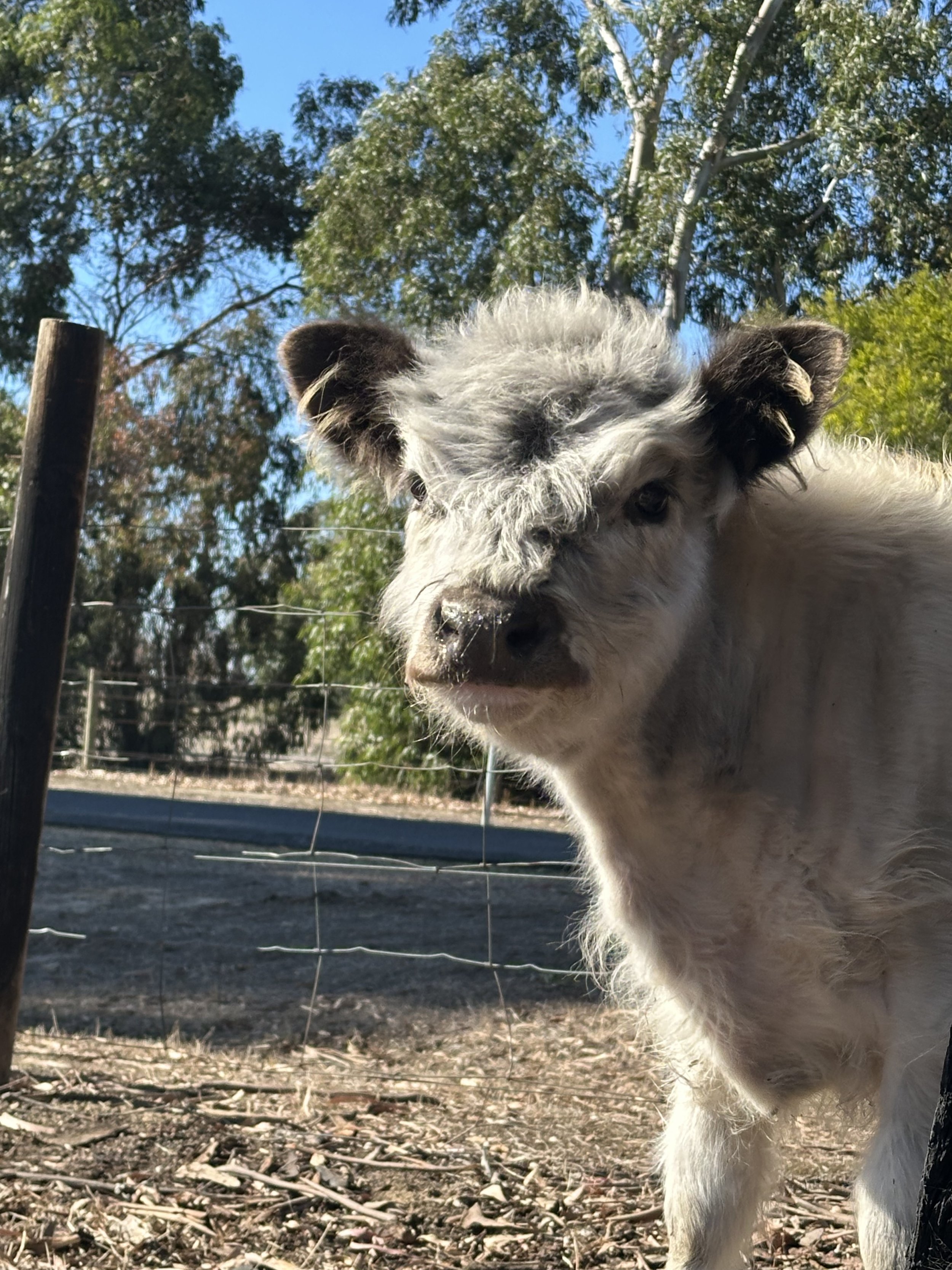 A young goat with gray and white fur standing outdoors near a fence, with trees and a blue sky in the background.