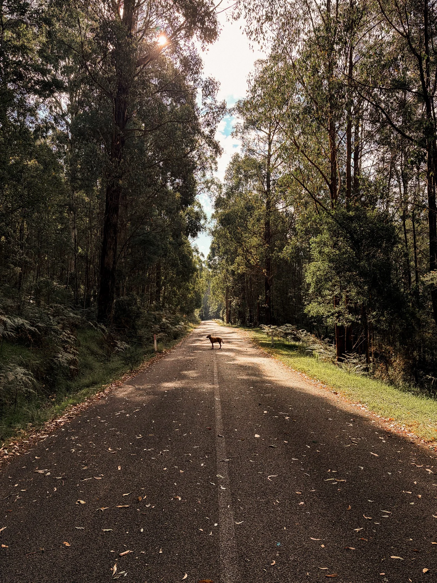 A dog standing in the middle of a dirt road surrounded by tall trees in a forest during daytime.