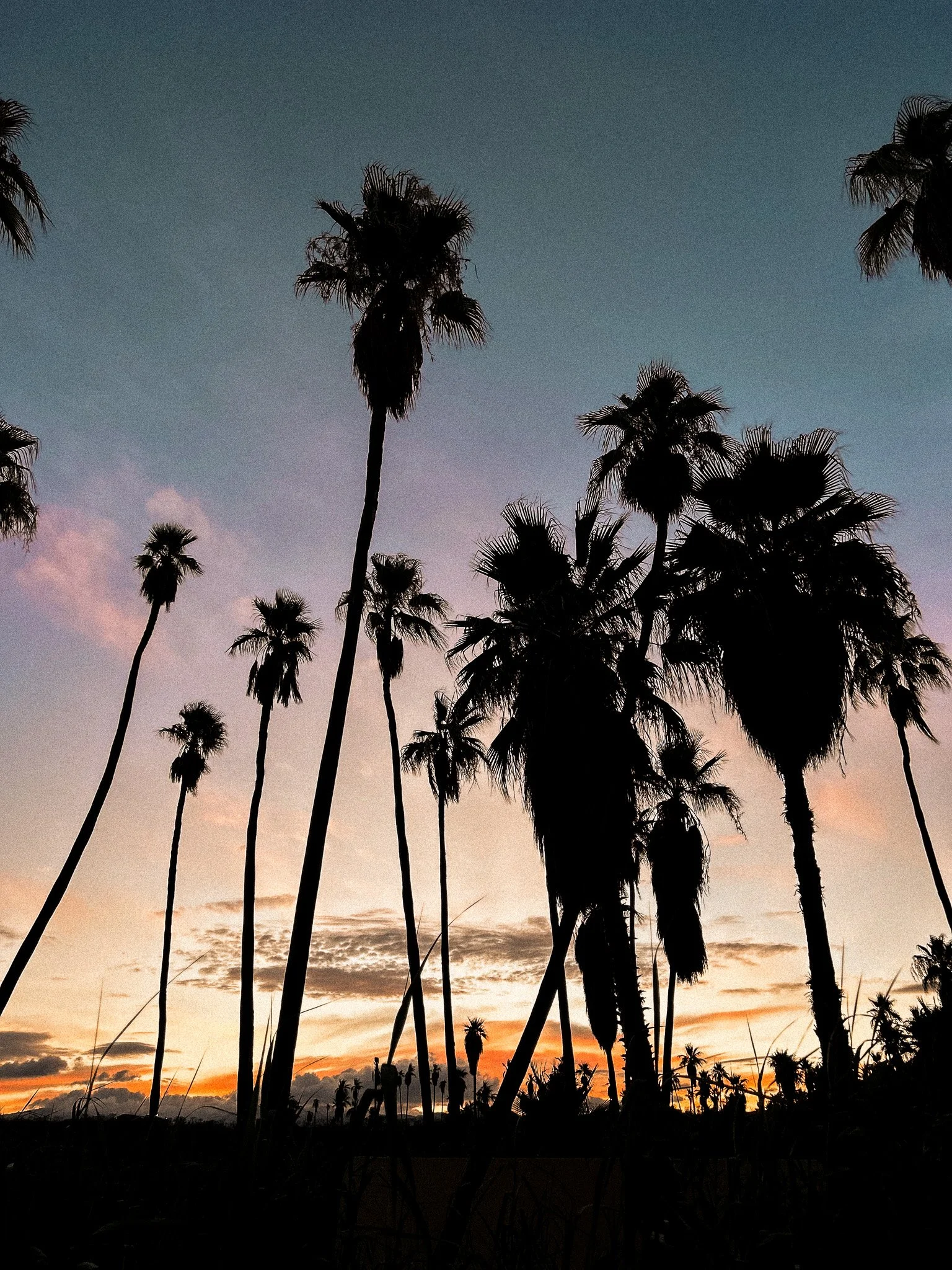 Silhouettes of tall palm trees against a colorful evening sky with orange, pink, and purple hues.