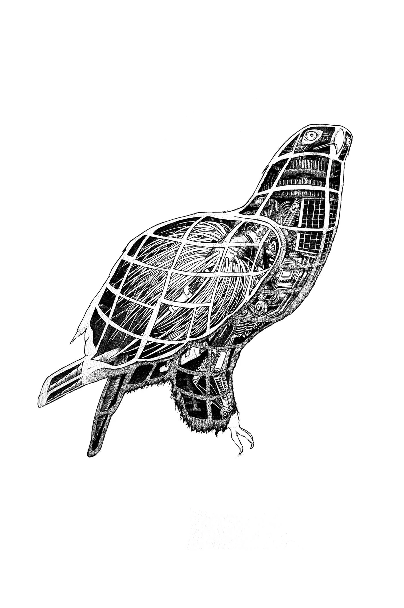 Eagle.jpg