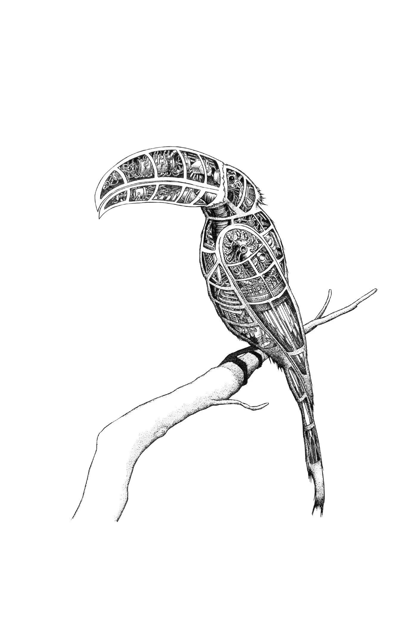 Toucan.jpg