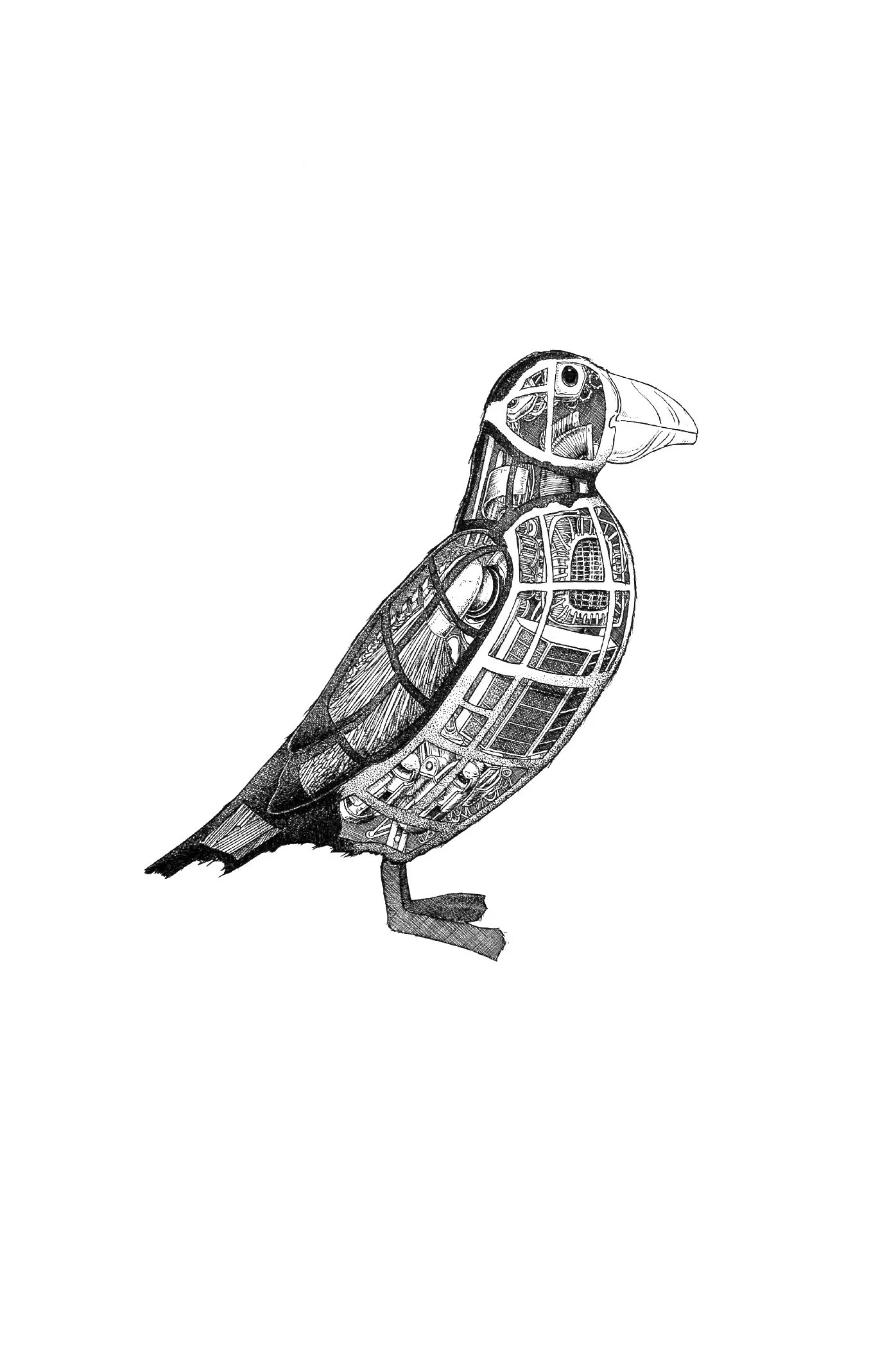 Puffin.jpg