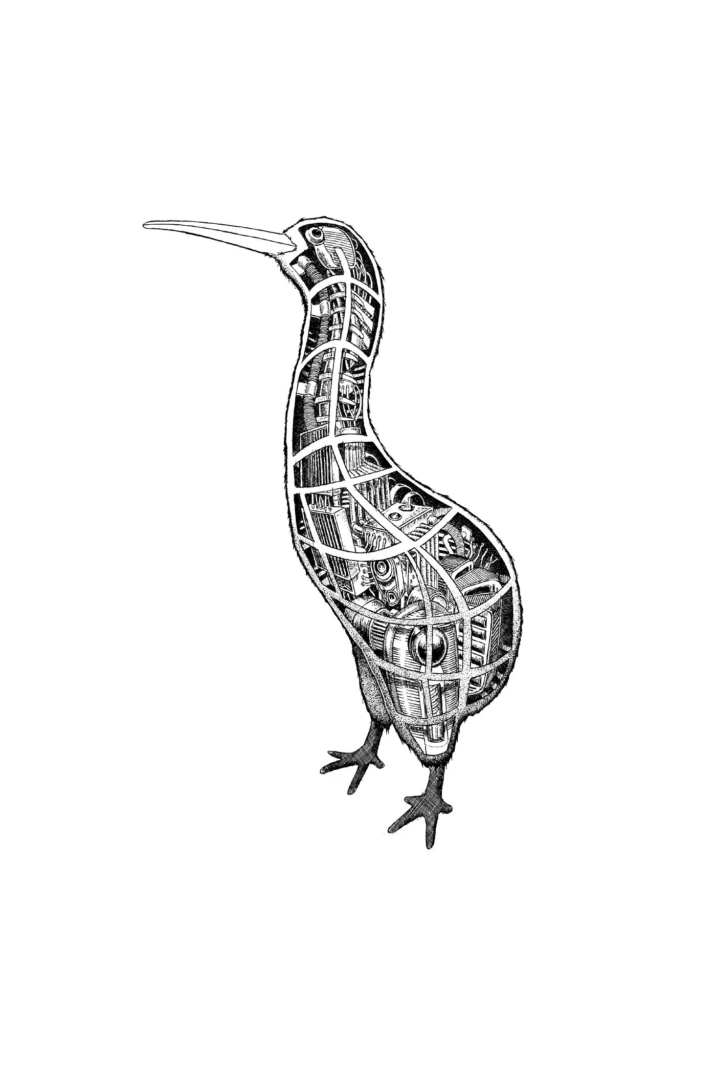 Kiwi.jpg