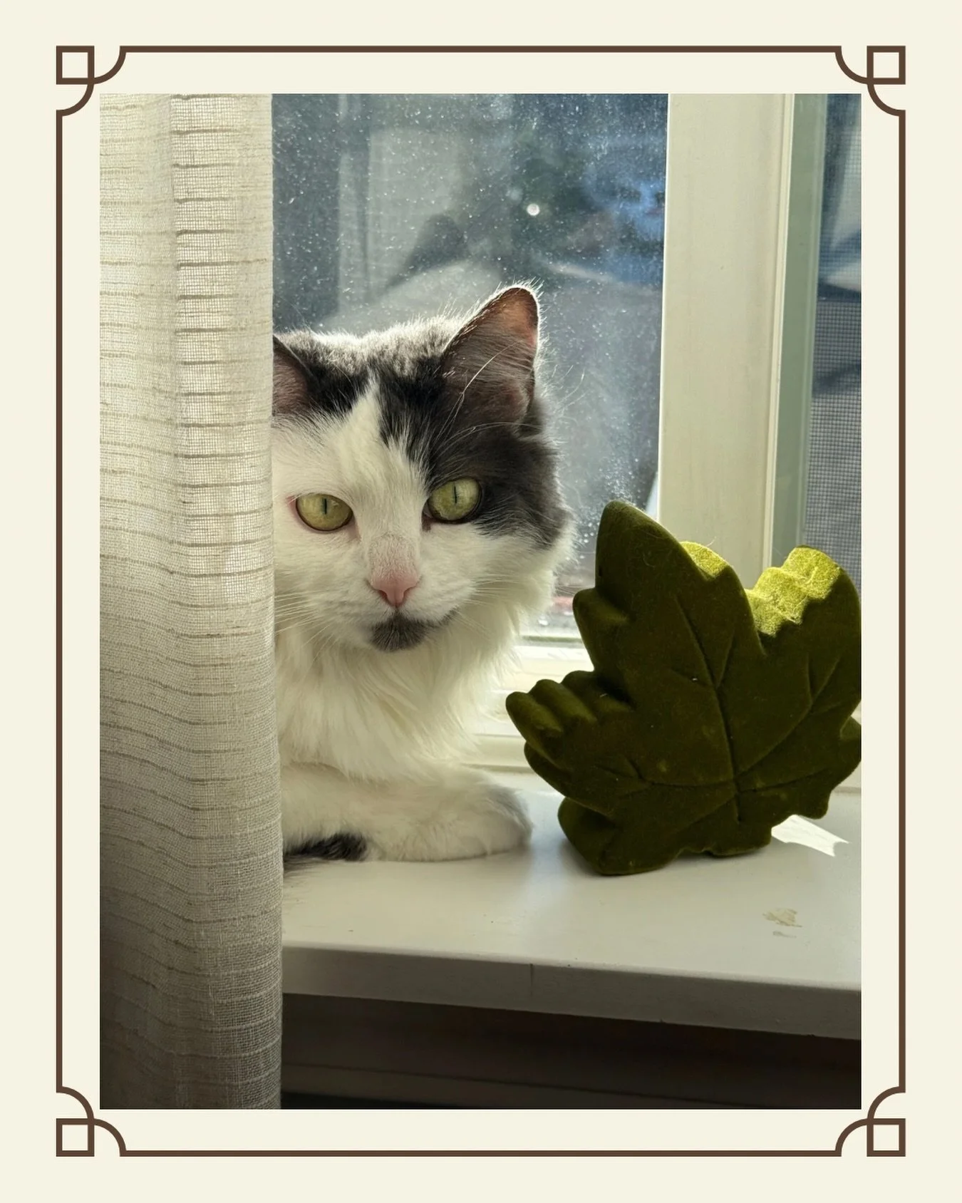 Some of the sweetest hours in the studio are the ones shared with her. 💗#mapleprairie #noticing #moments #cozystudio #studiocat