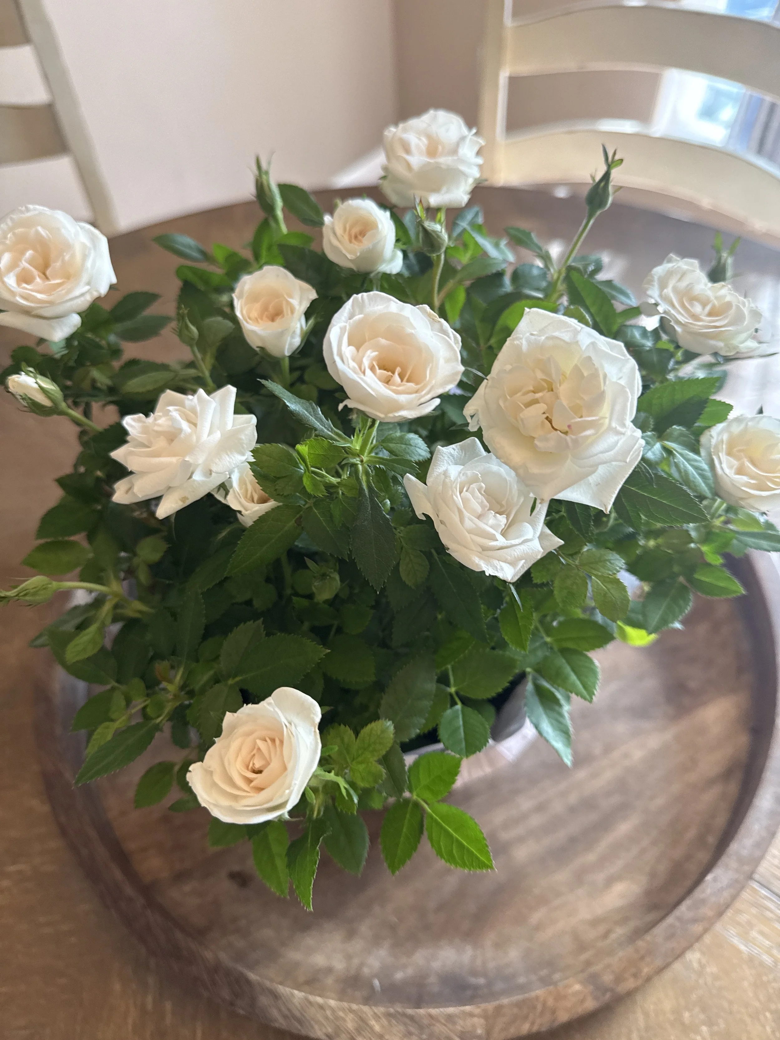 Summer — Rose Season: Love and Becoming