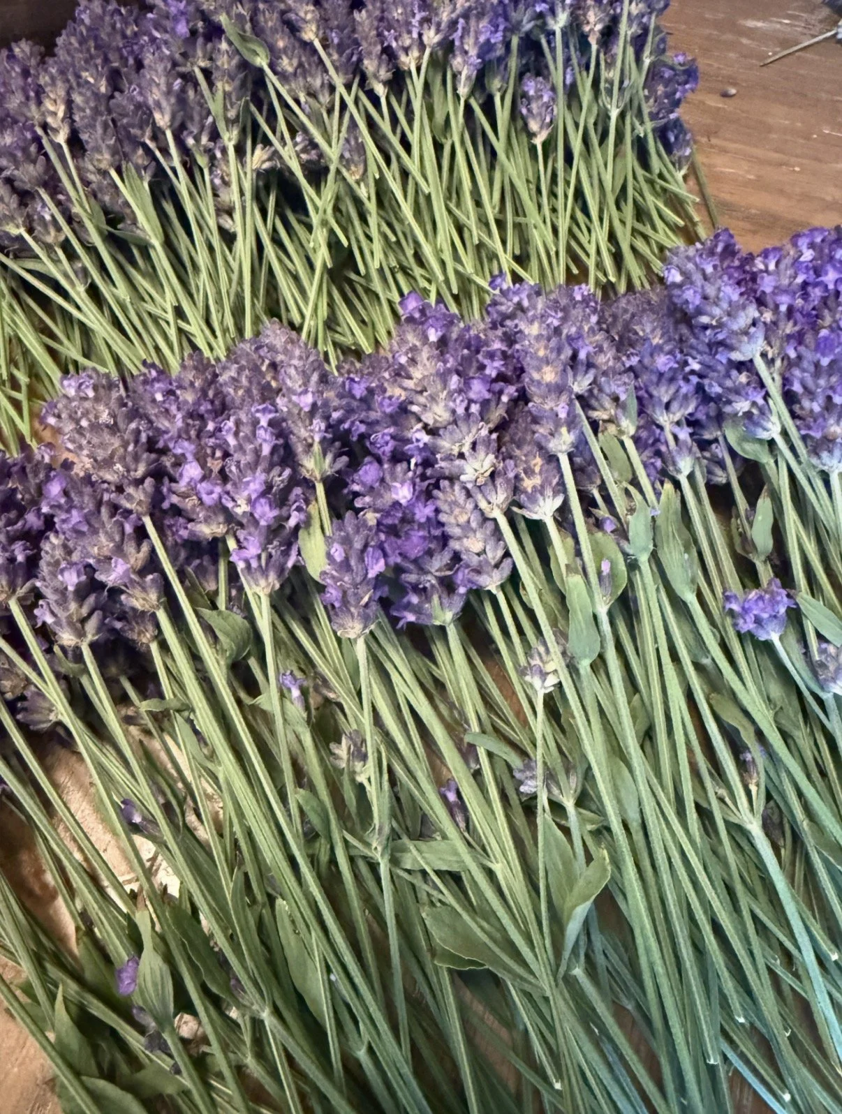 Autumn—Lavender Season: Reflection &amp; Release