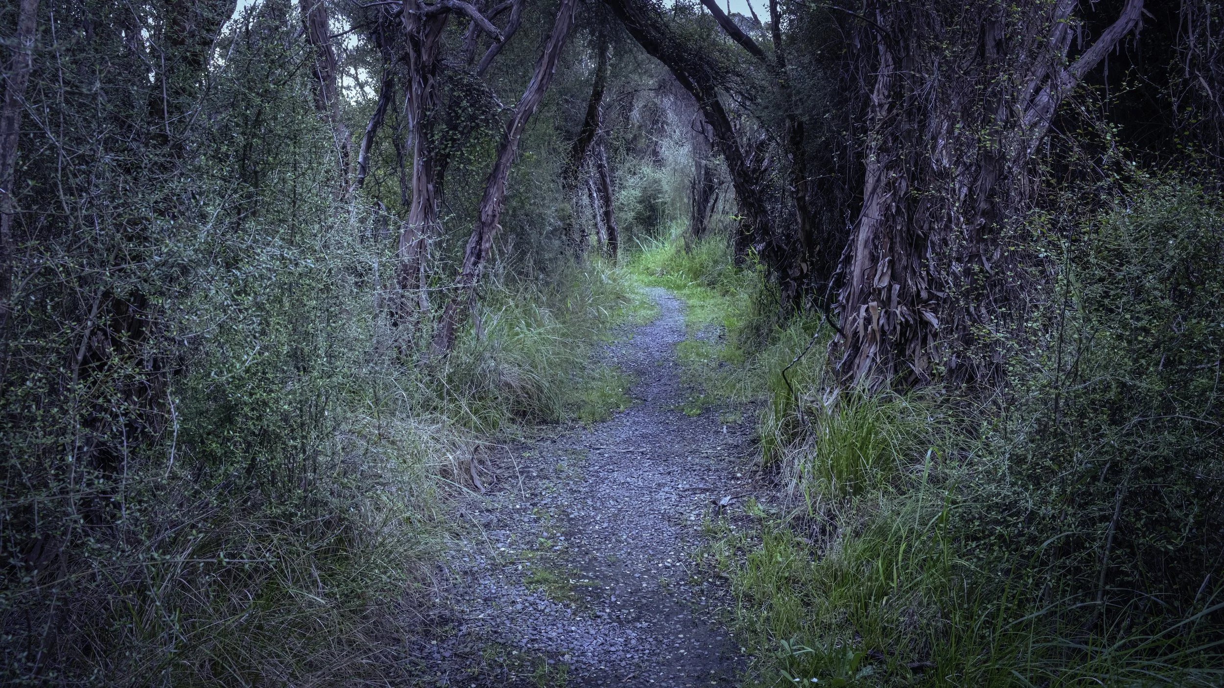 Blue Hour Forest Trail