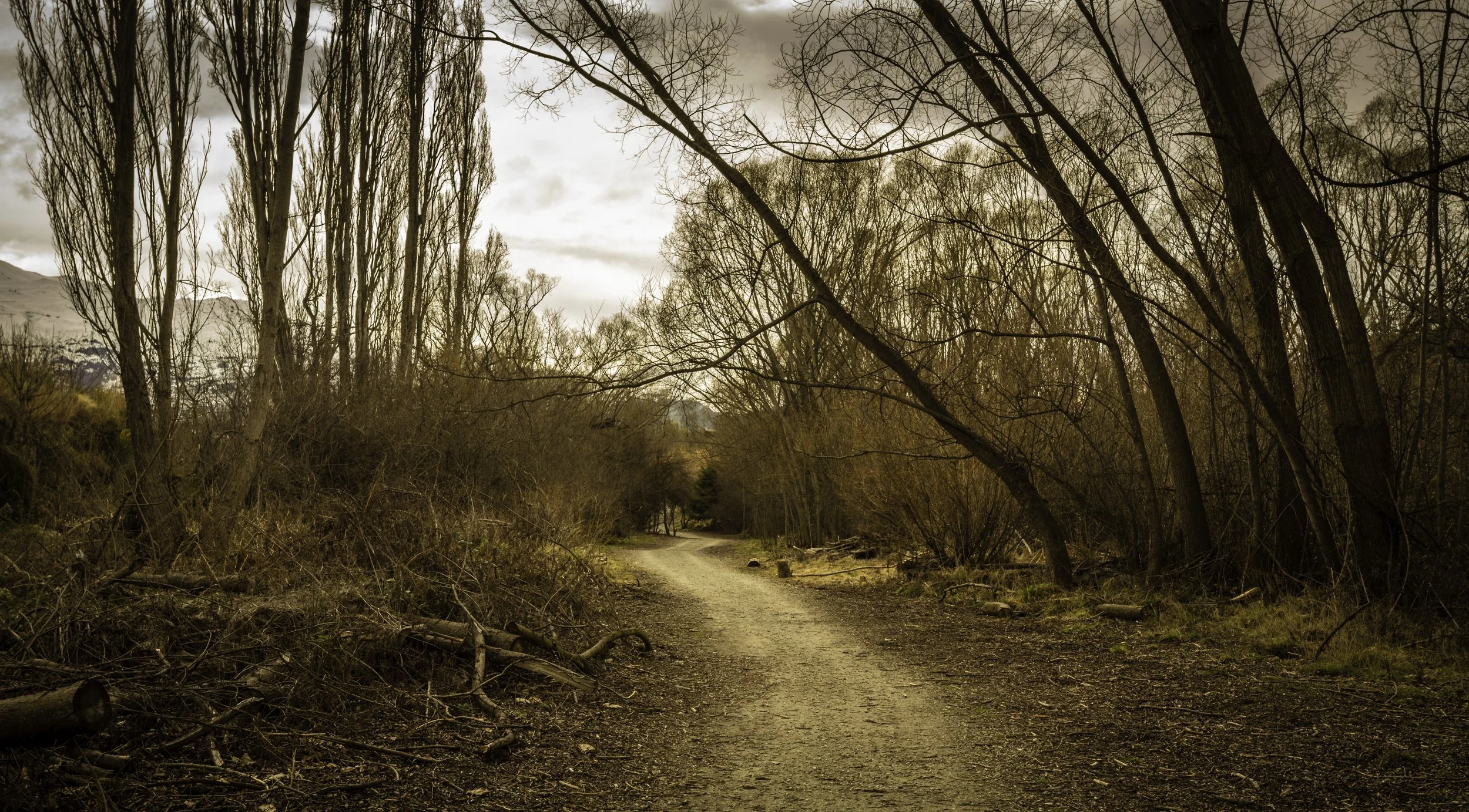 Winter Pathway Through the Quiet Wood