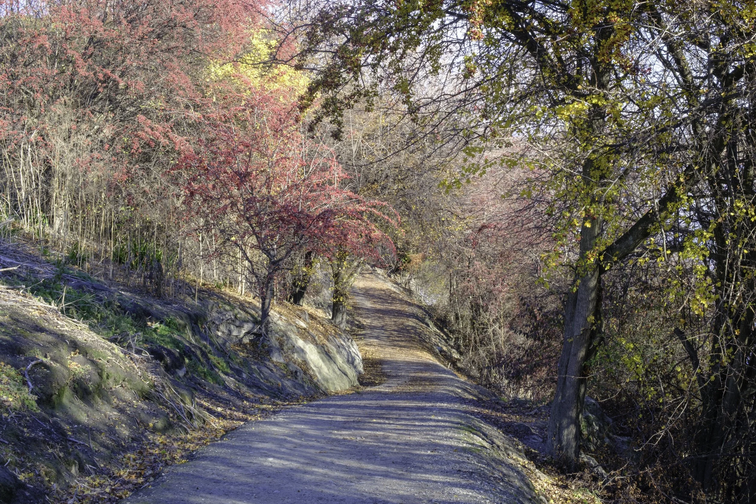 Late‑Autumn Walkway