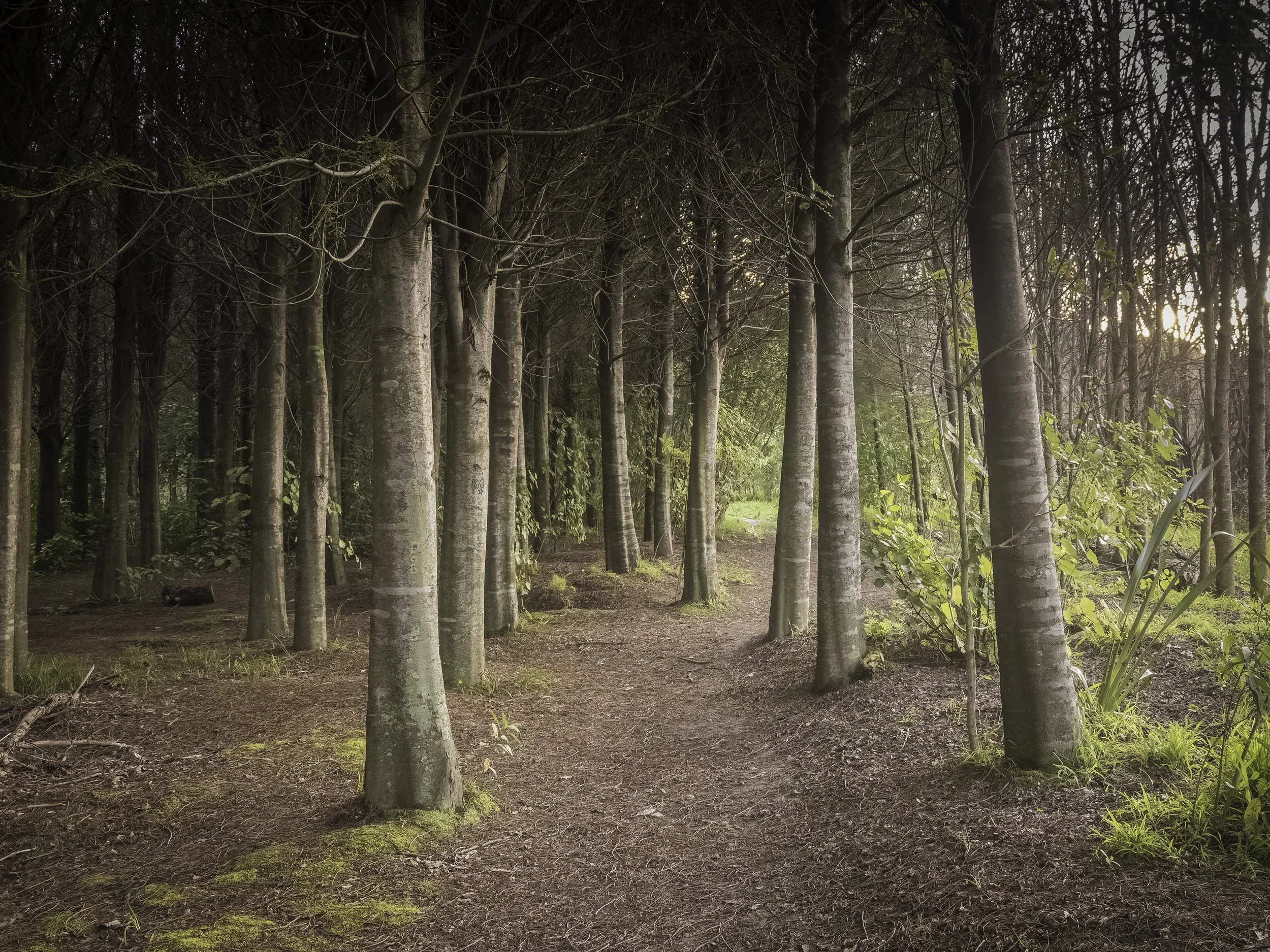 Pathway to the Light
