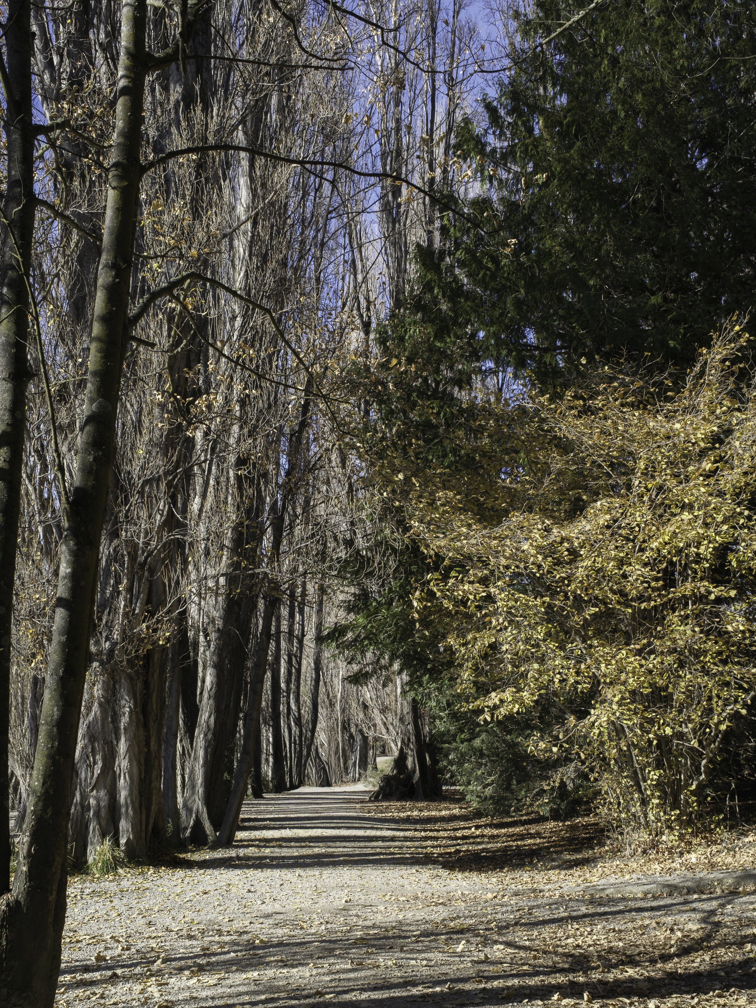 Afternoon Walk