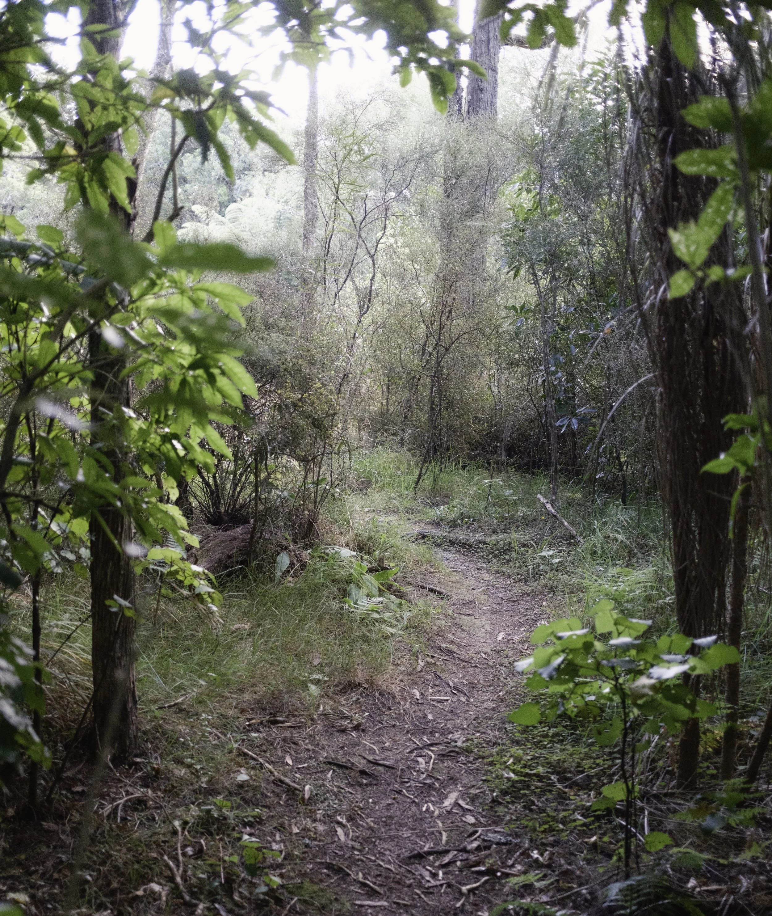 Forest Trail in Soft Light