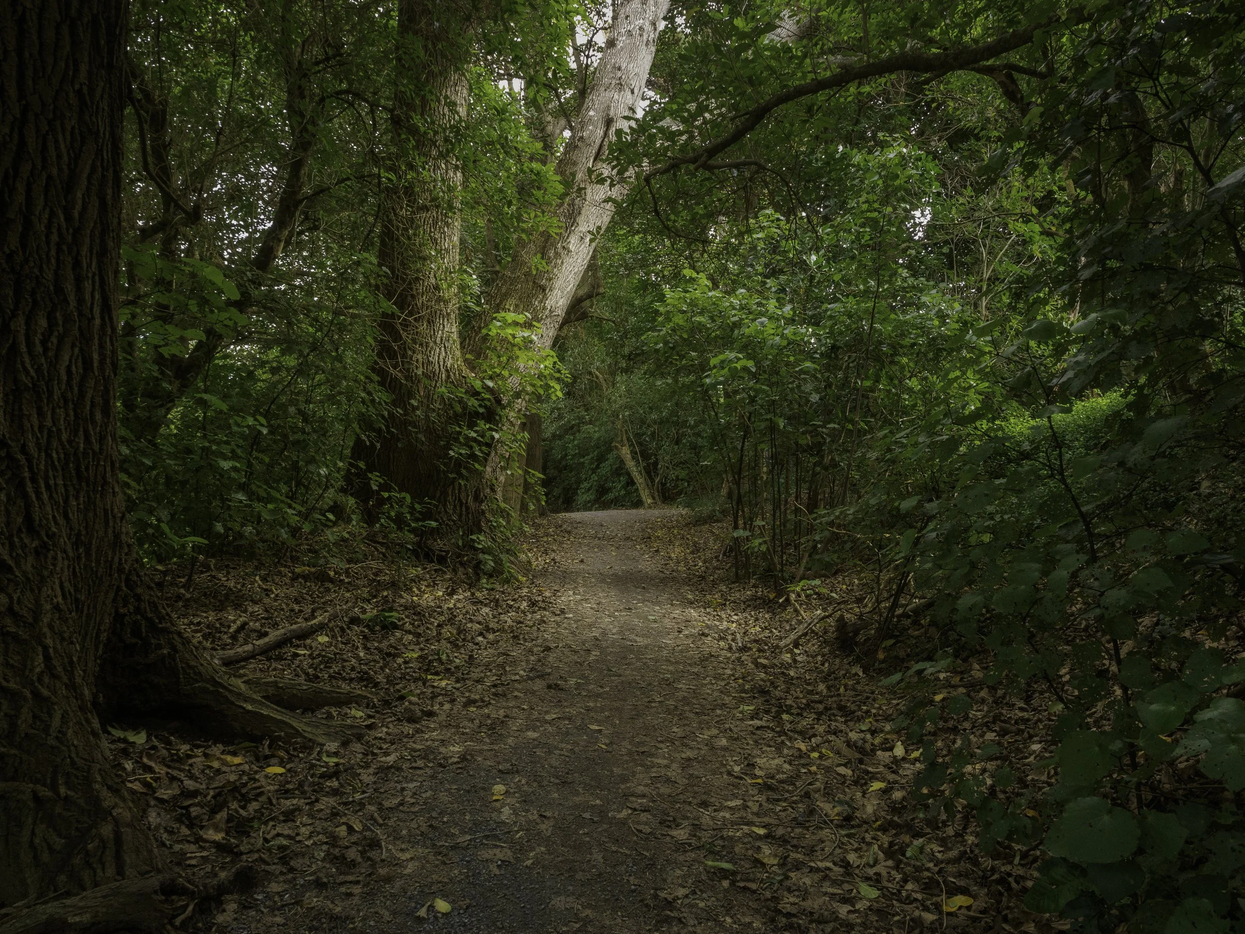 Into the Quiet Green