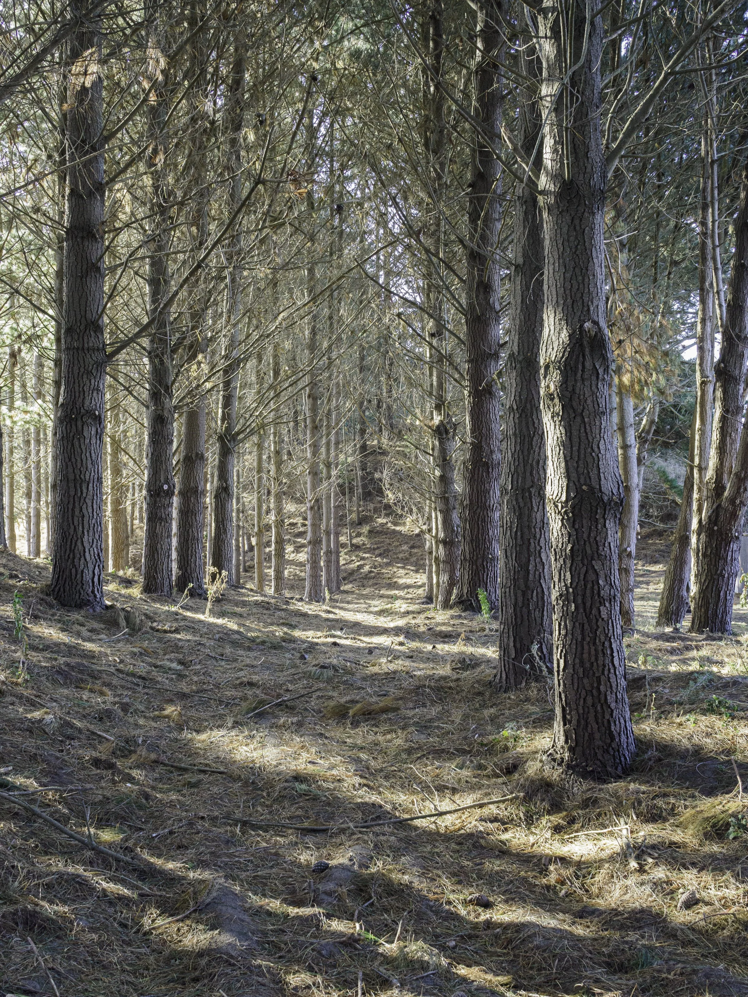 Lines of Light in the Pine Forest