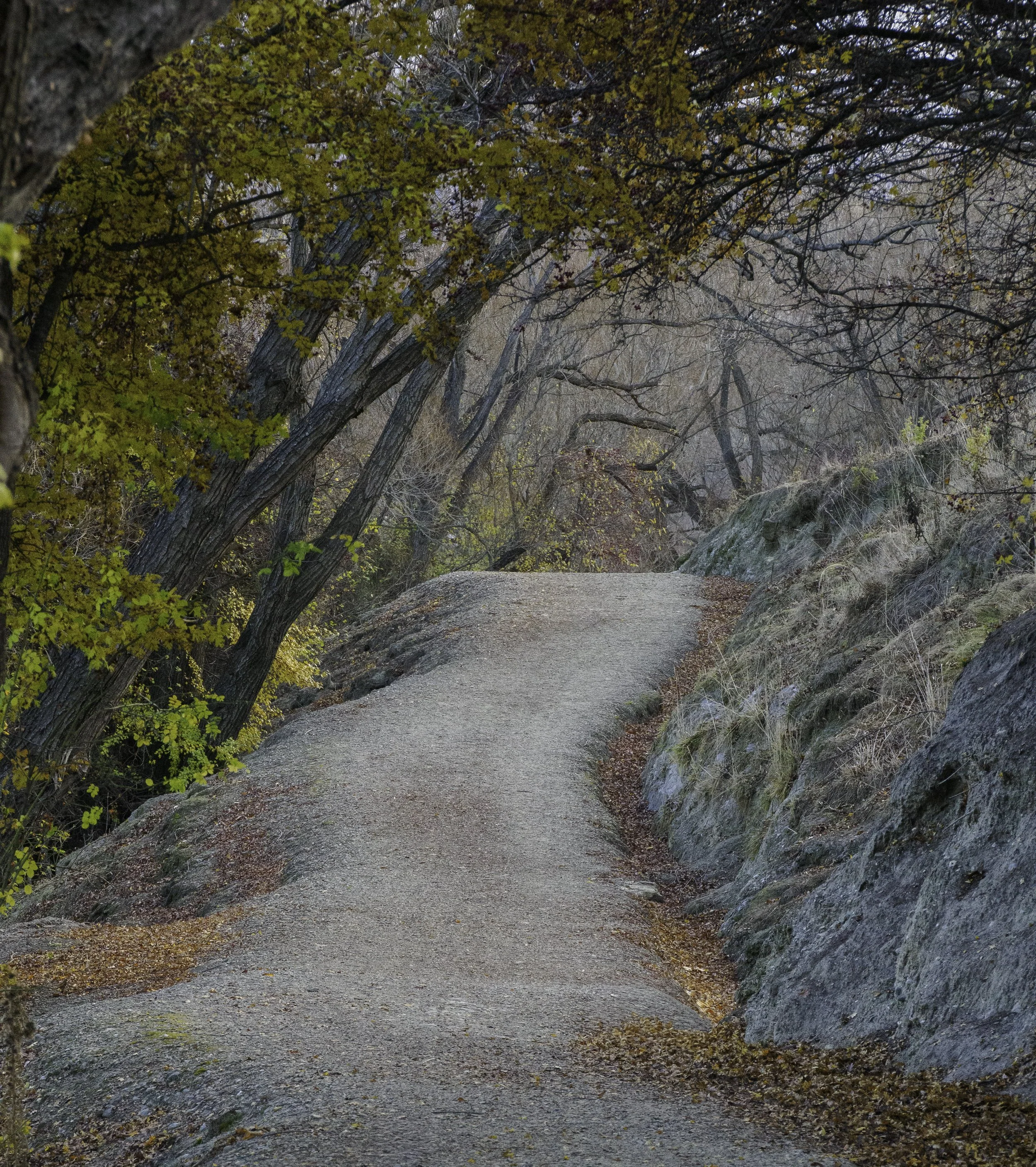 The Climb Through Quiet Woods