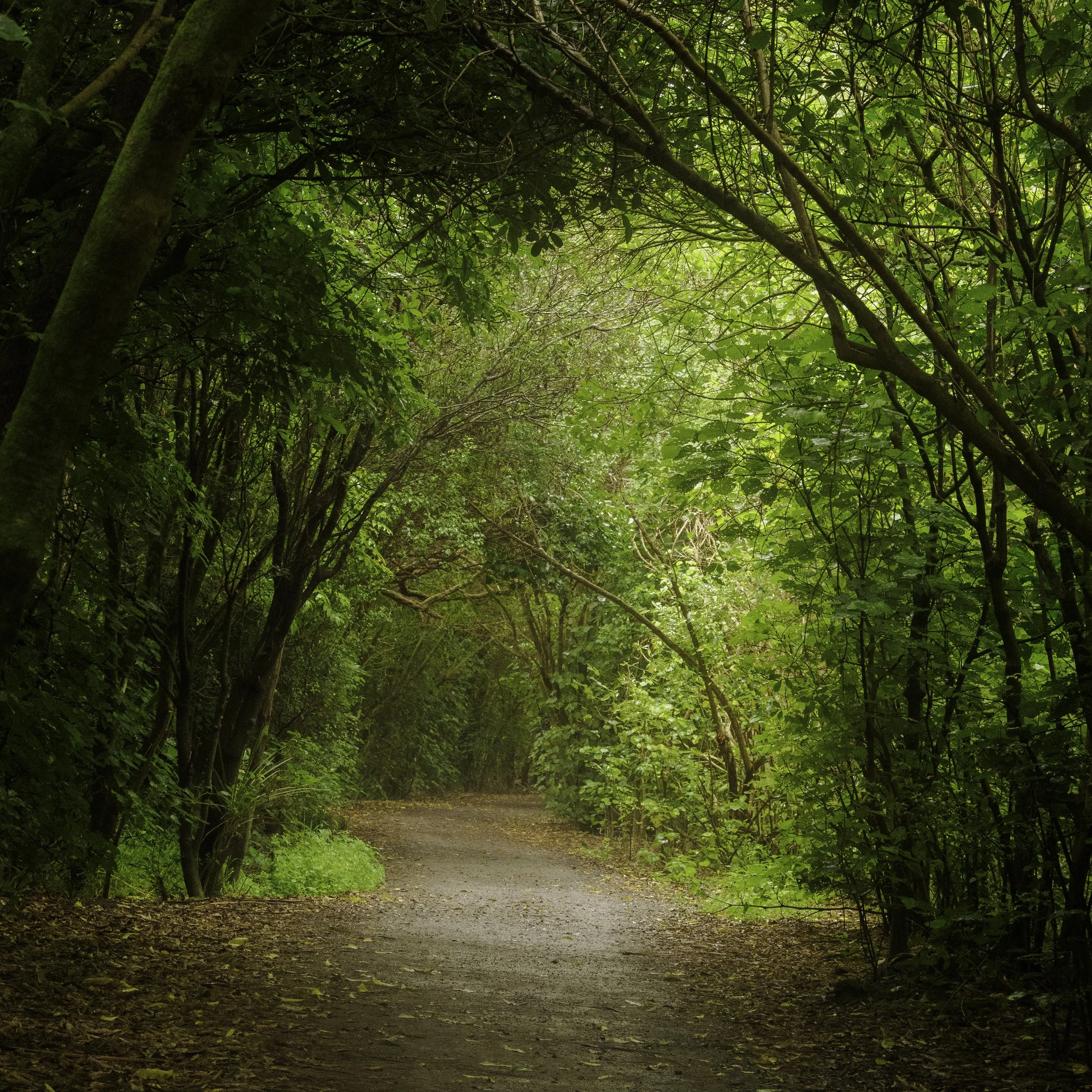 Emerald Passage Through the Trees