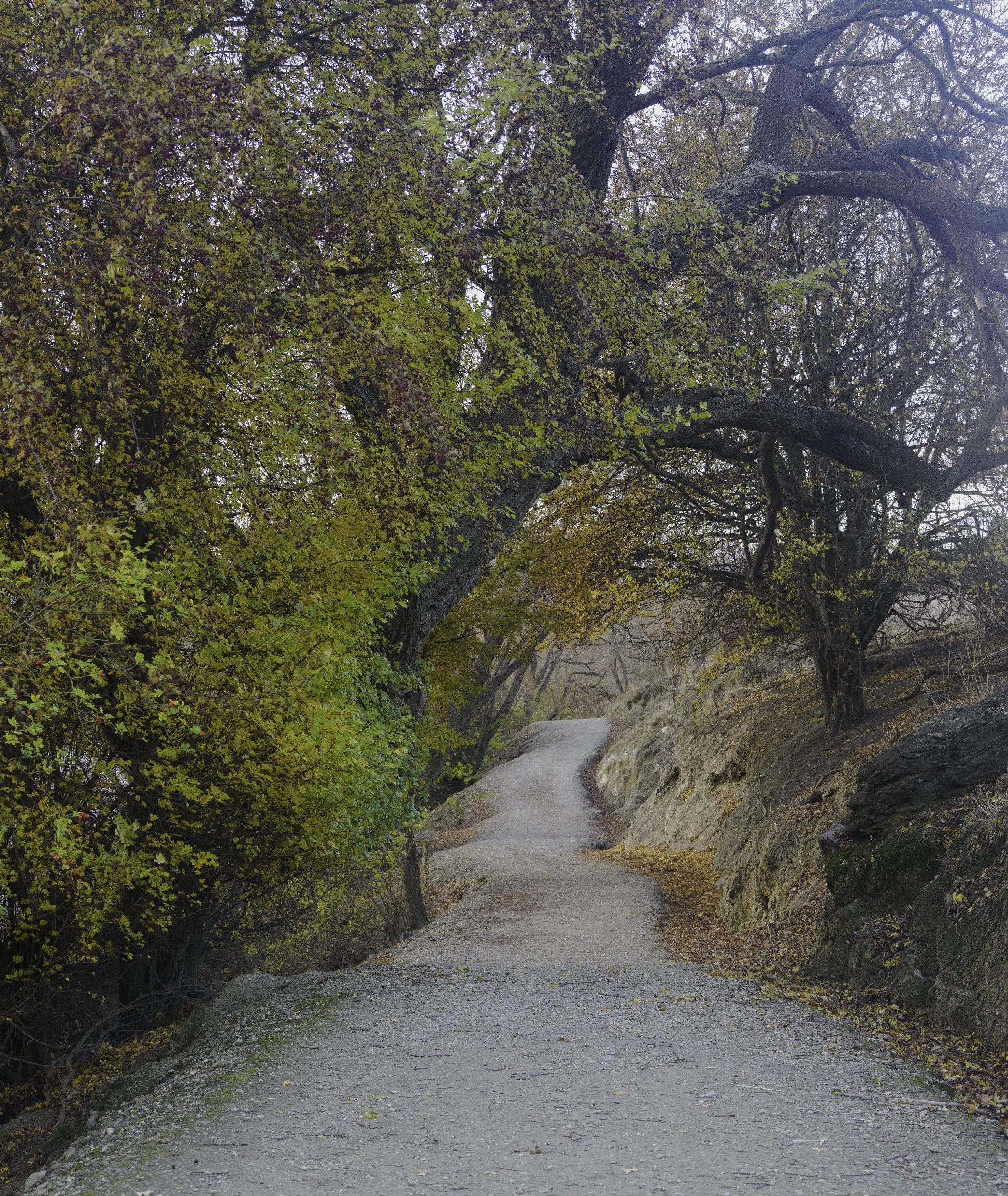 Autumn Passage Beneath the Canopy