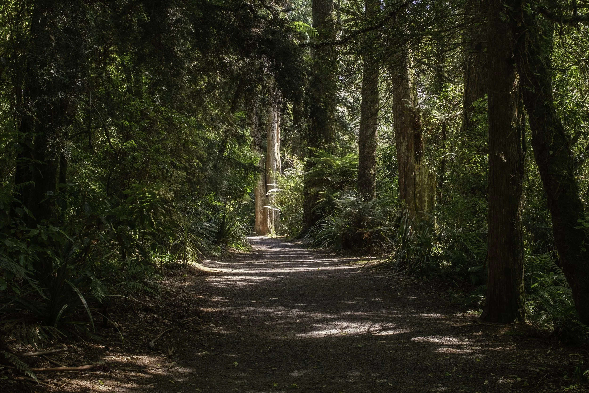 the-path-4.jpg
