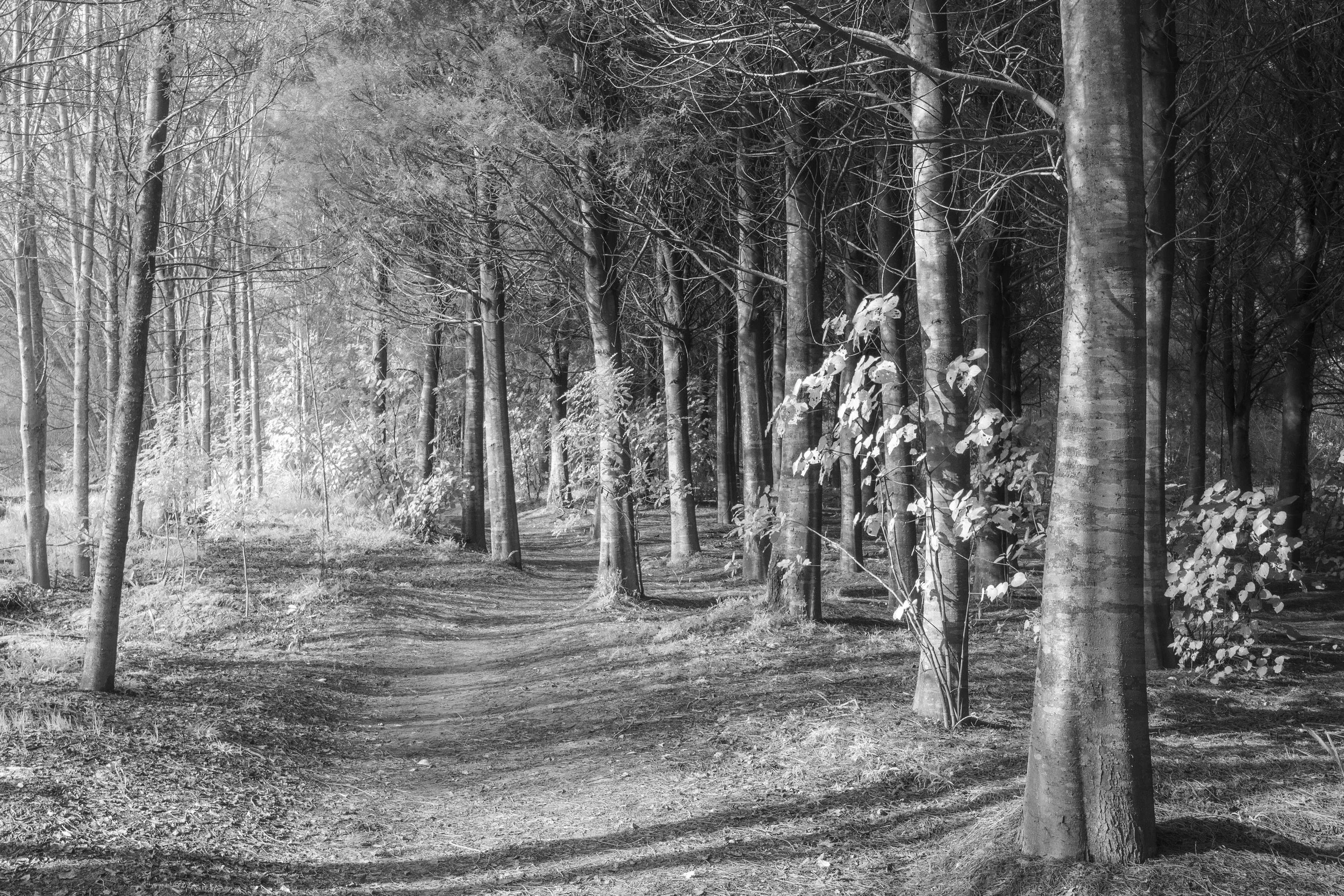 Forest Path — Black & White