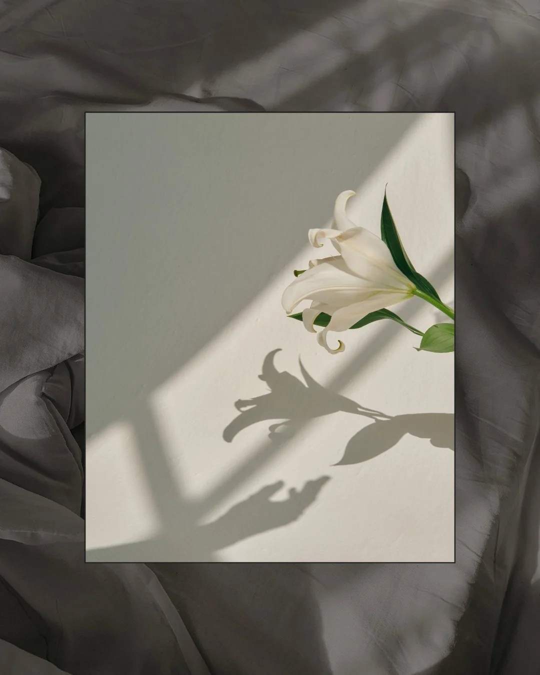 Close-up of a white lily flower with green leaves casting a shadow on a white surface, illuminated by natural light.