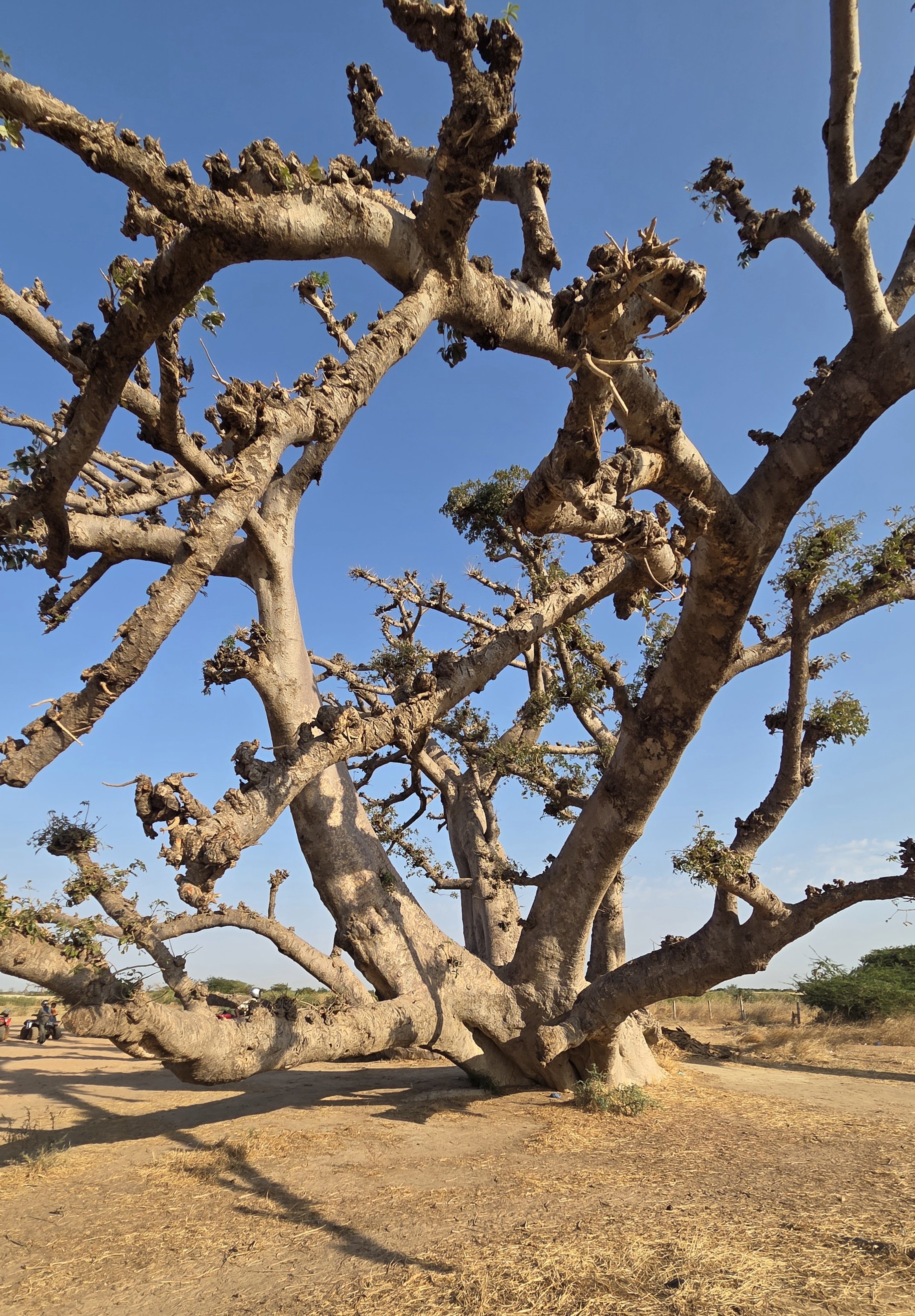 The Four Ladies under the Baobab Tree