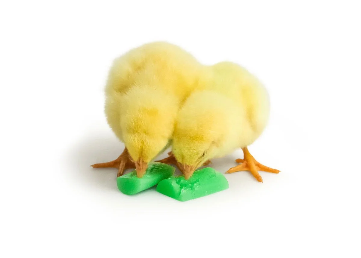 Two yellow chick toys eating the NMAN gel