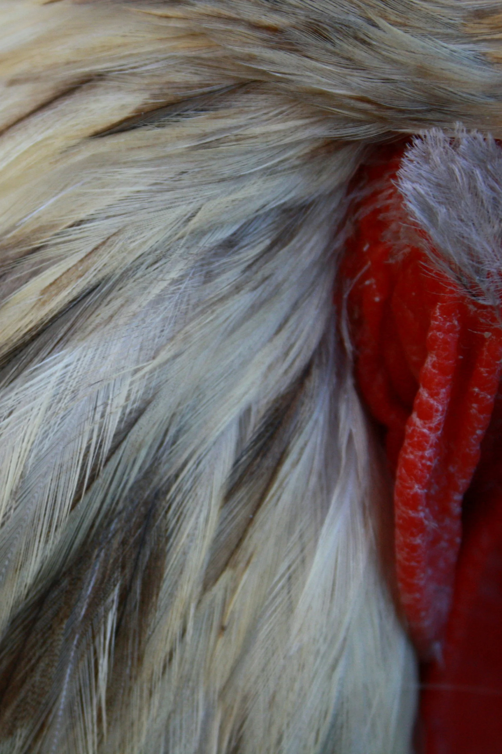 Harnessing endolysins for feed efficiency and animal performance