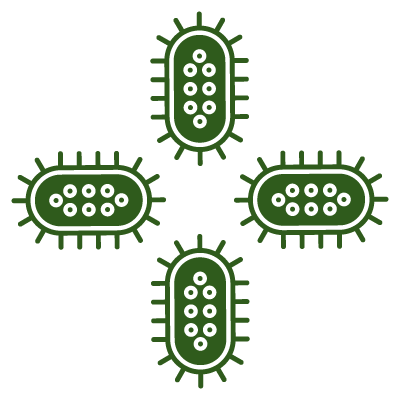 Graphic illustration of four green bacteria with flagella on a black background.