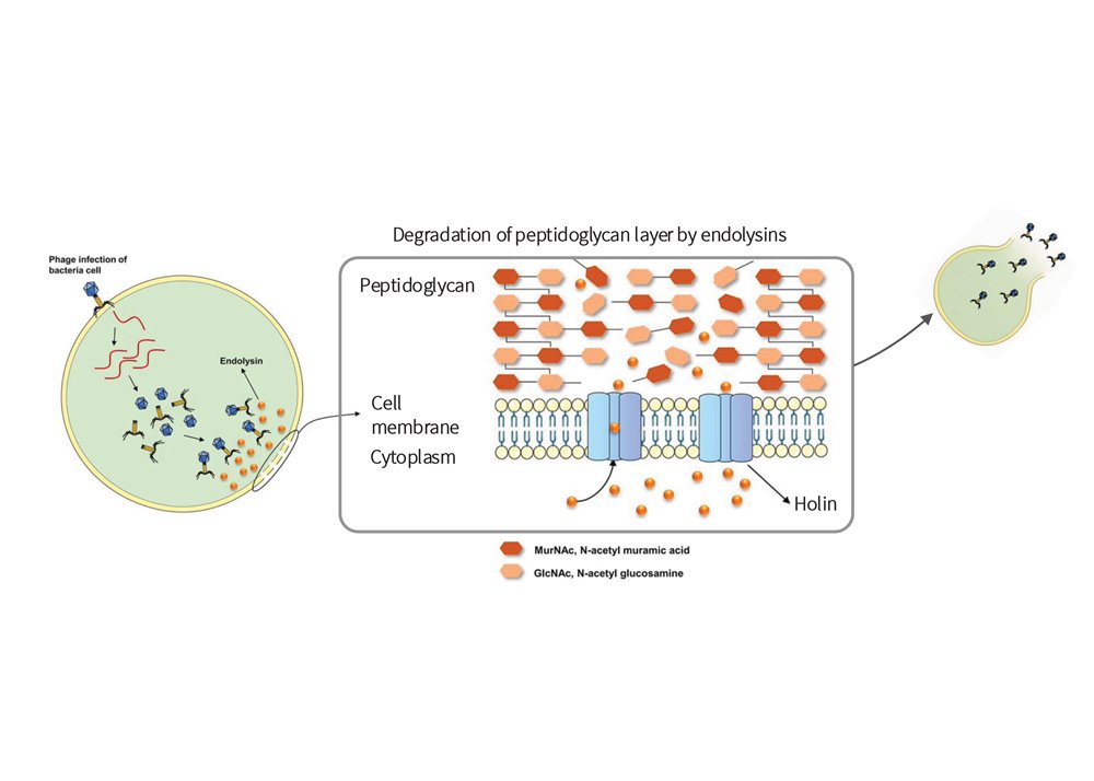 Diagram showing the degradation of peptidoglycan layer by endolysins in bacterial cell walls, including peptidoglycan, cell membrane, cytoplasm, with labels for MurNAc, N-acetyl muramic acid, GlcNAc, N-acetyl glucosamine, and Holin.
