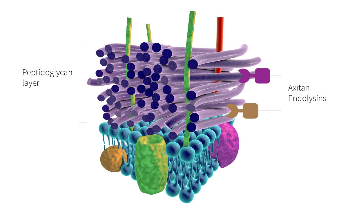 A detailed illustration of the structure of a cell membrane, showing the peptidoglycan layer, lipid bilayer, and proteins labeled as axitan and endolysins.