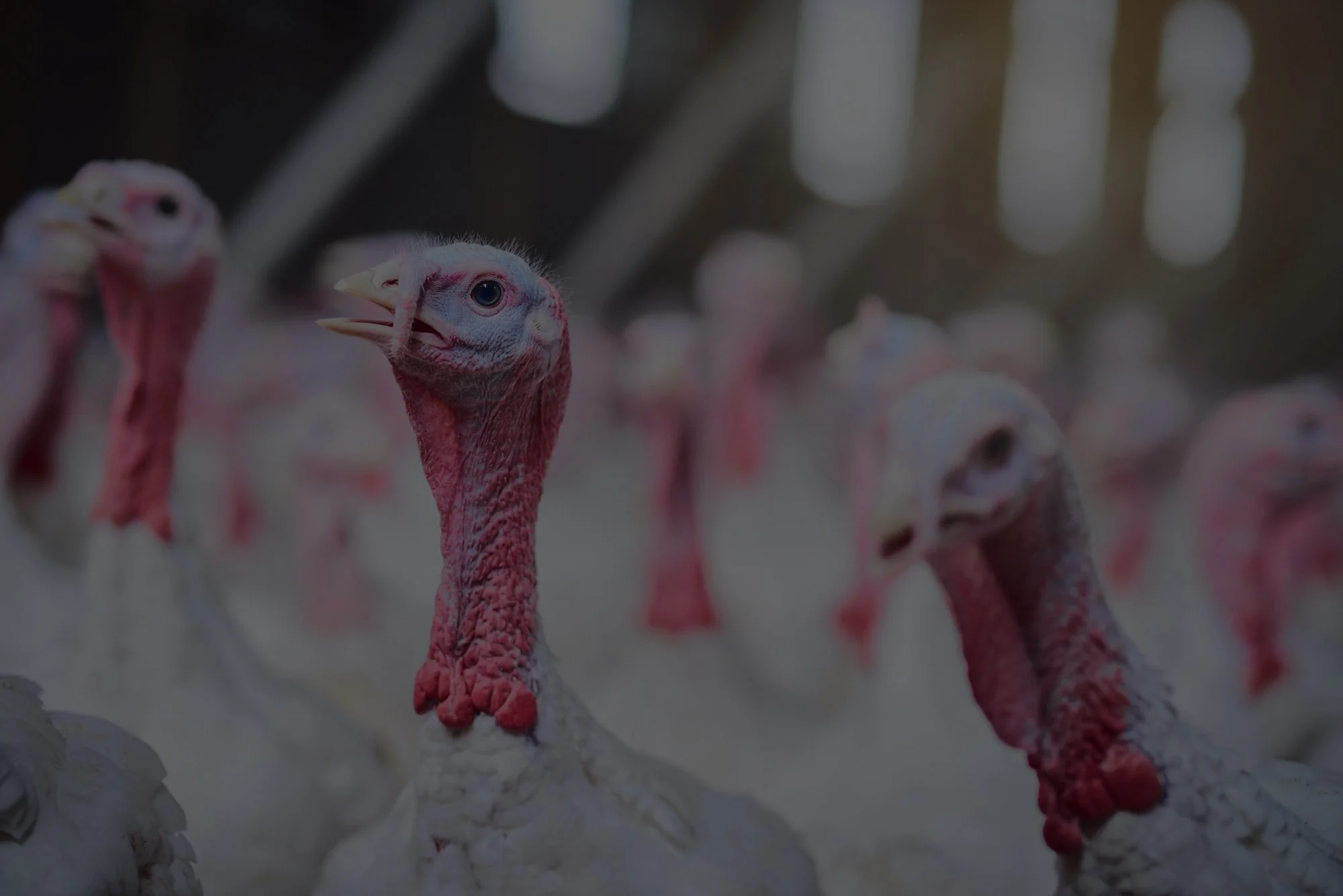 Several turkeys with pink wattles and white feathers, standing closely together in a farm setting.