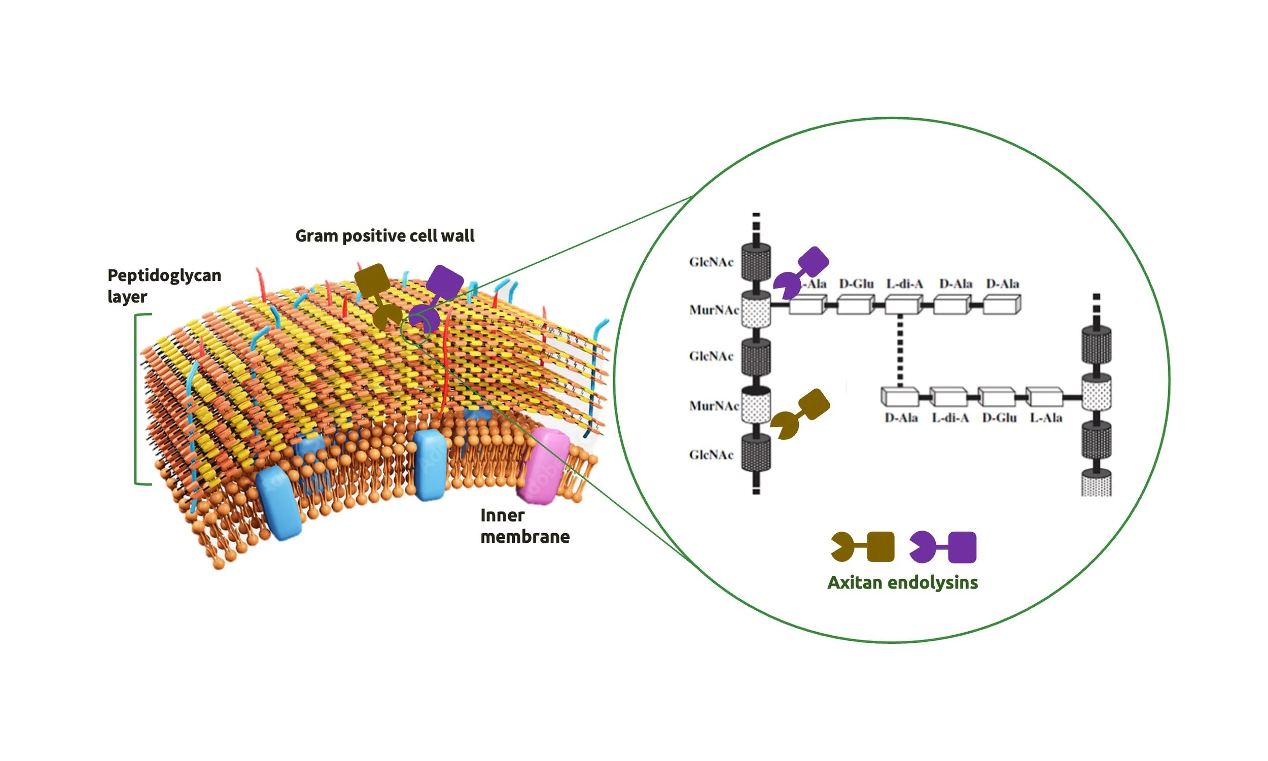Diagram of a gram-positive bacterial cell wall showing peptidoglycan layer, inner membrane, and associated molecules, including a detailed view of axitan endolysins enzyme structure.