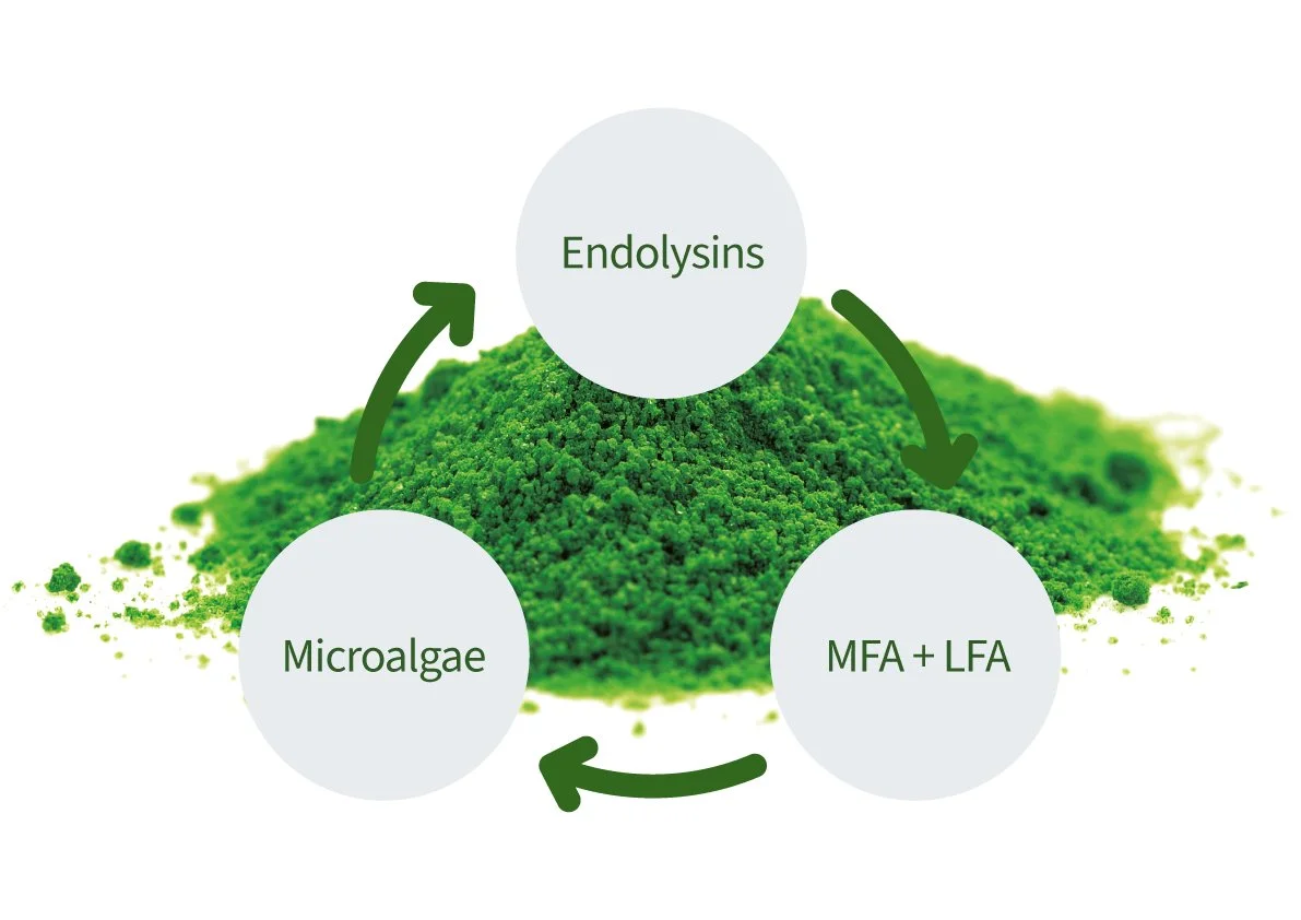 Diagram showing a cycle between Microalgae, Endolysins, and MFA + LFA, with arrows indicating their interactions, over a background of green microalgae.