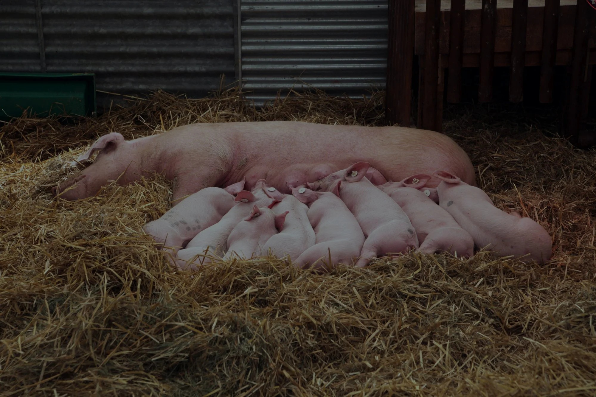 A large sow pig lying on a bed of straw in a pig pen, nursing her piglets.