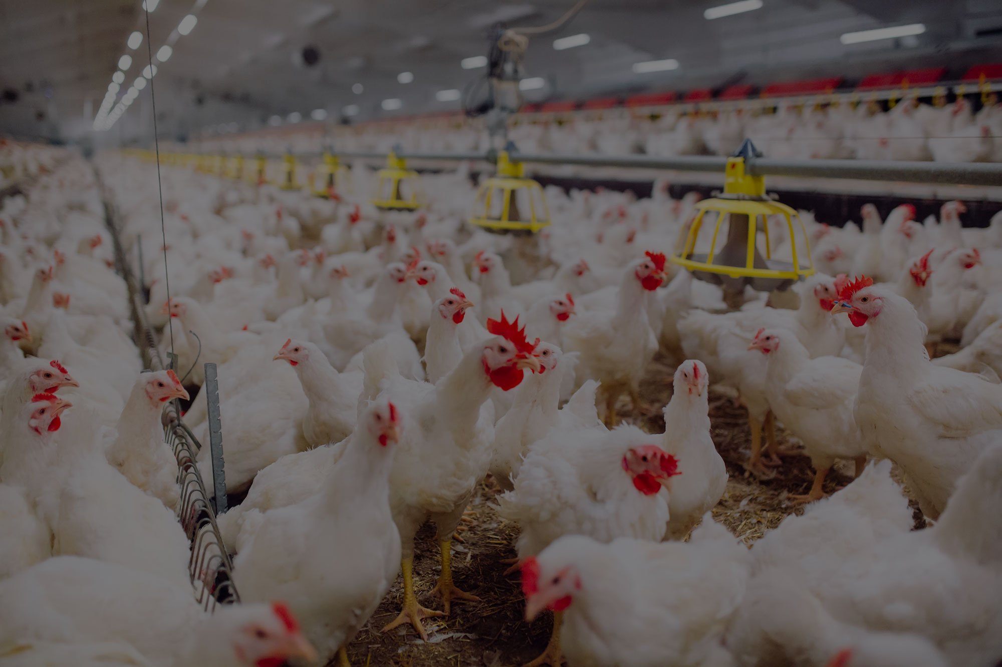 Interior of a poultry farm with numerous white chickens and yellow feeding equipment hanging from the ceiling.