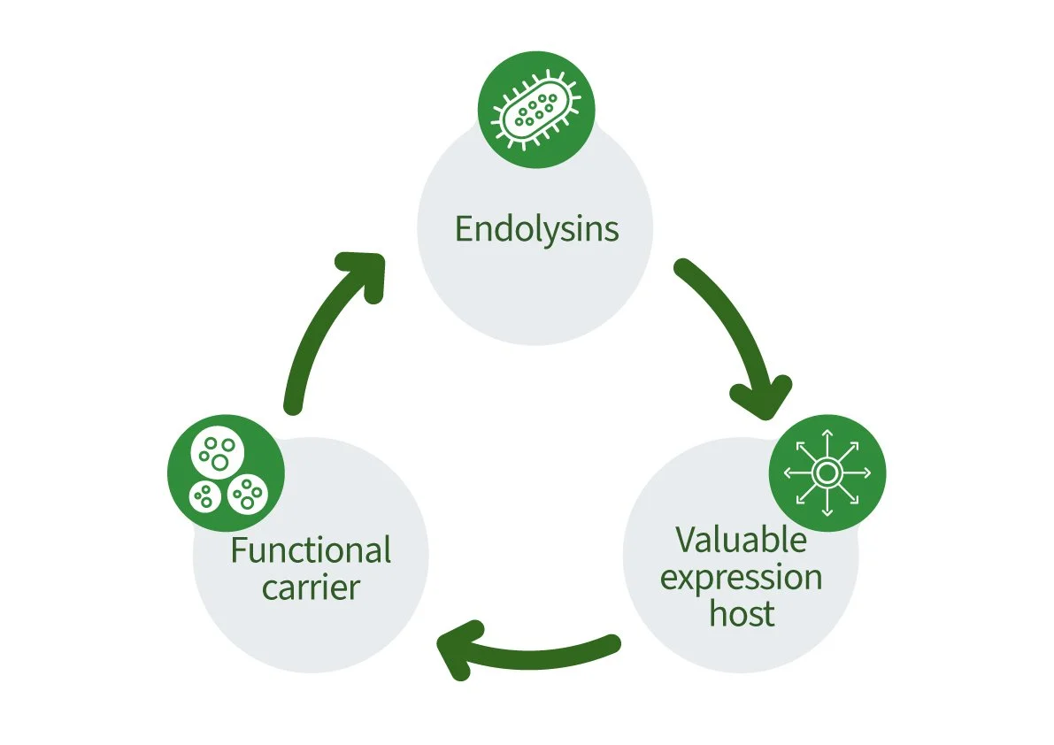 A circular diagram showing the process of gene expression and regulation, with three labeled sections: 'Endolysins' at the top, 'Valuable expression host' on the right, and 'Functional carrier' on the bottom left, connected by arrows indicating the flow.
