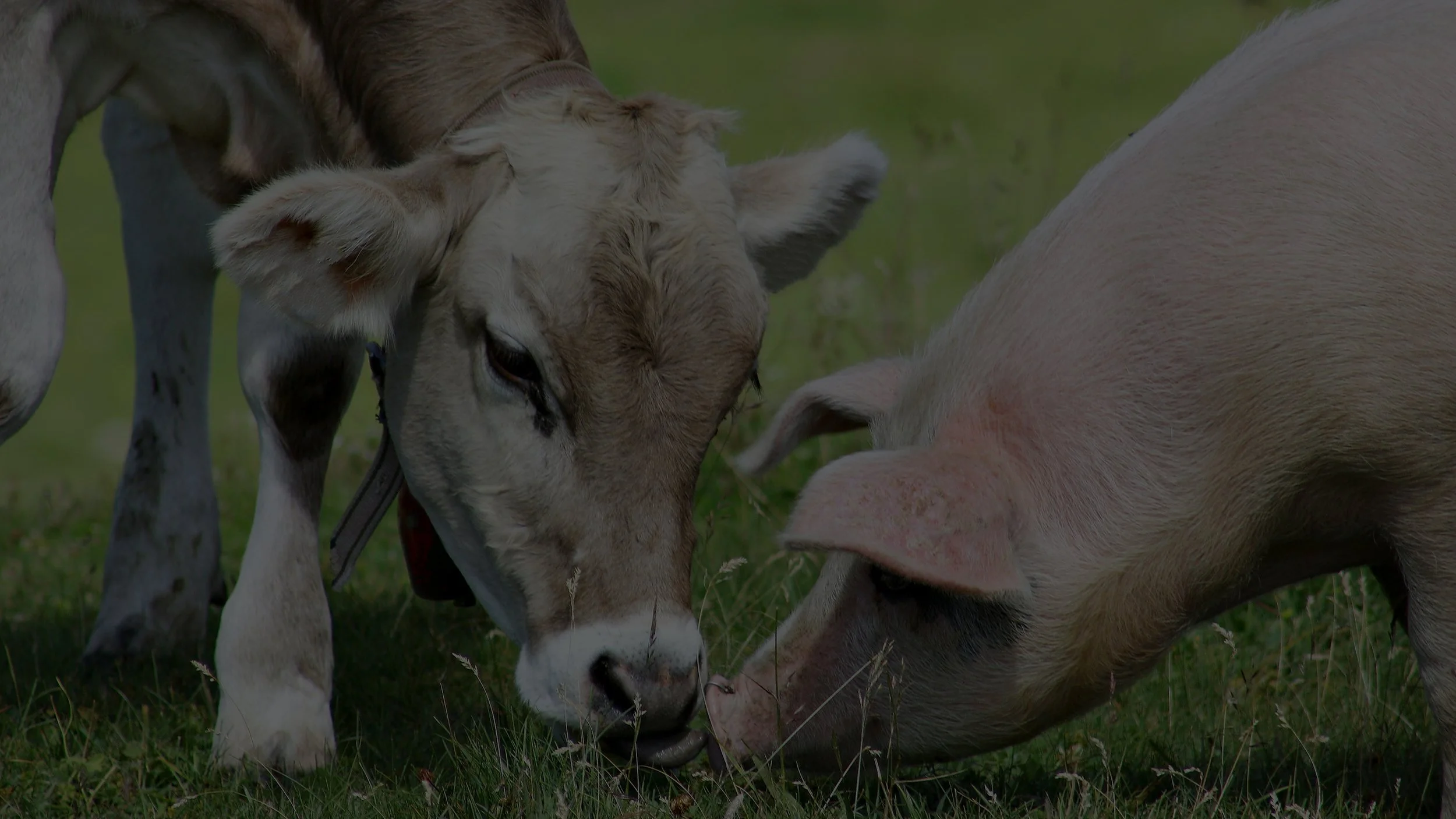 Close-up of a cow and pig nose to nose grazing on grass in a pasture.