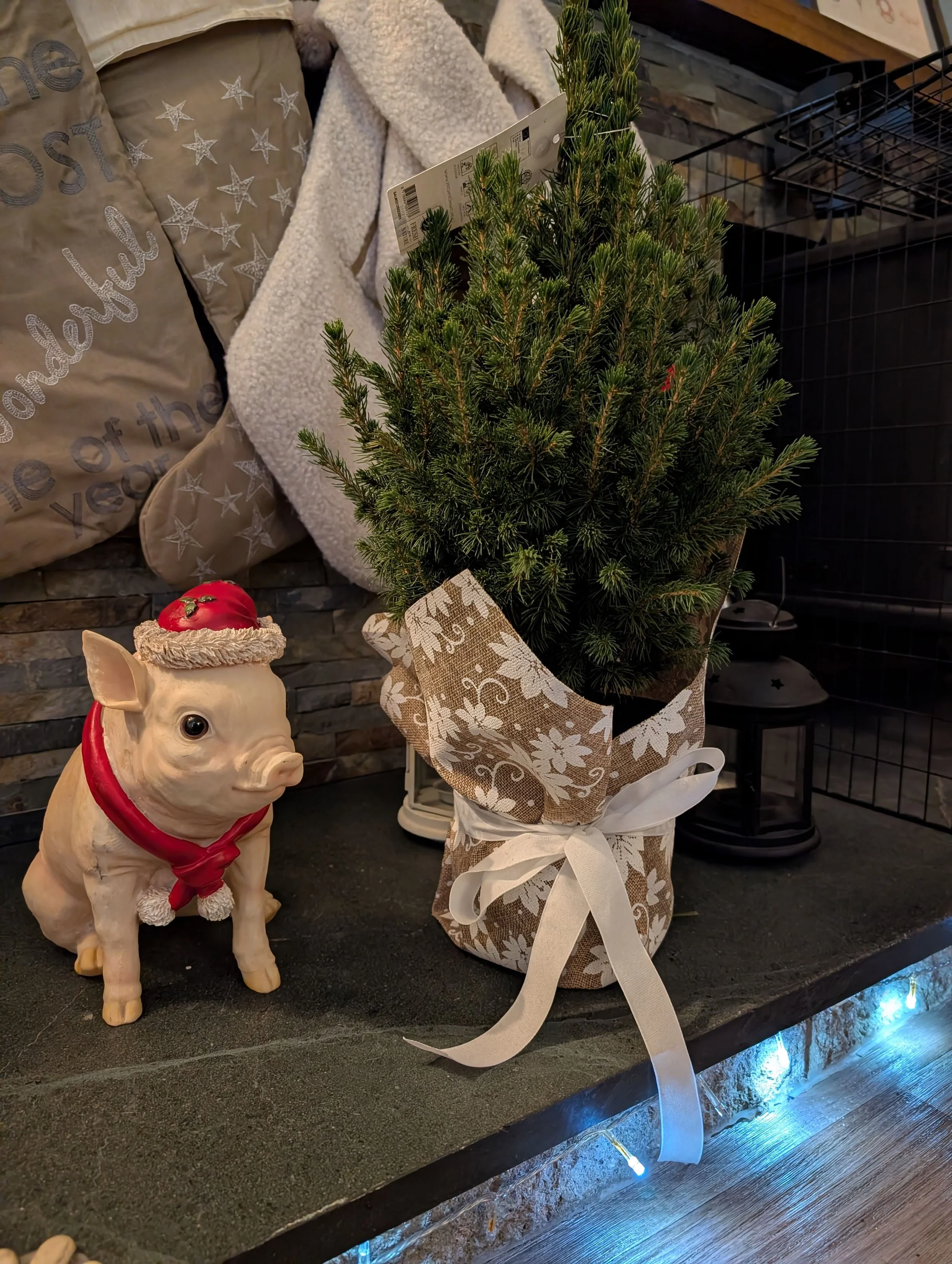 The DIY Mini Living Christmas Tree Kit