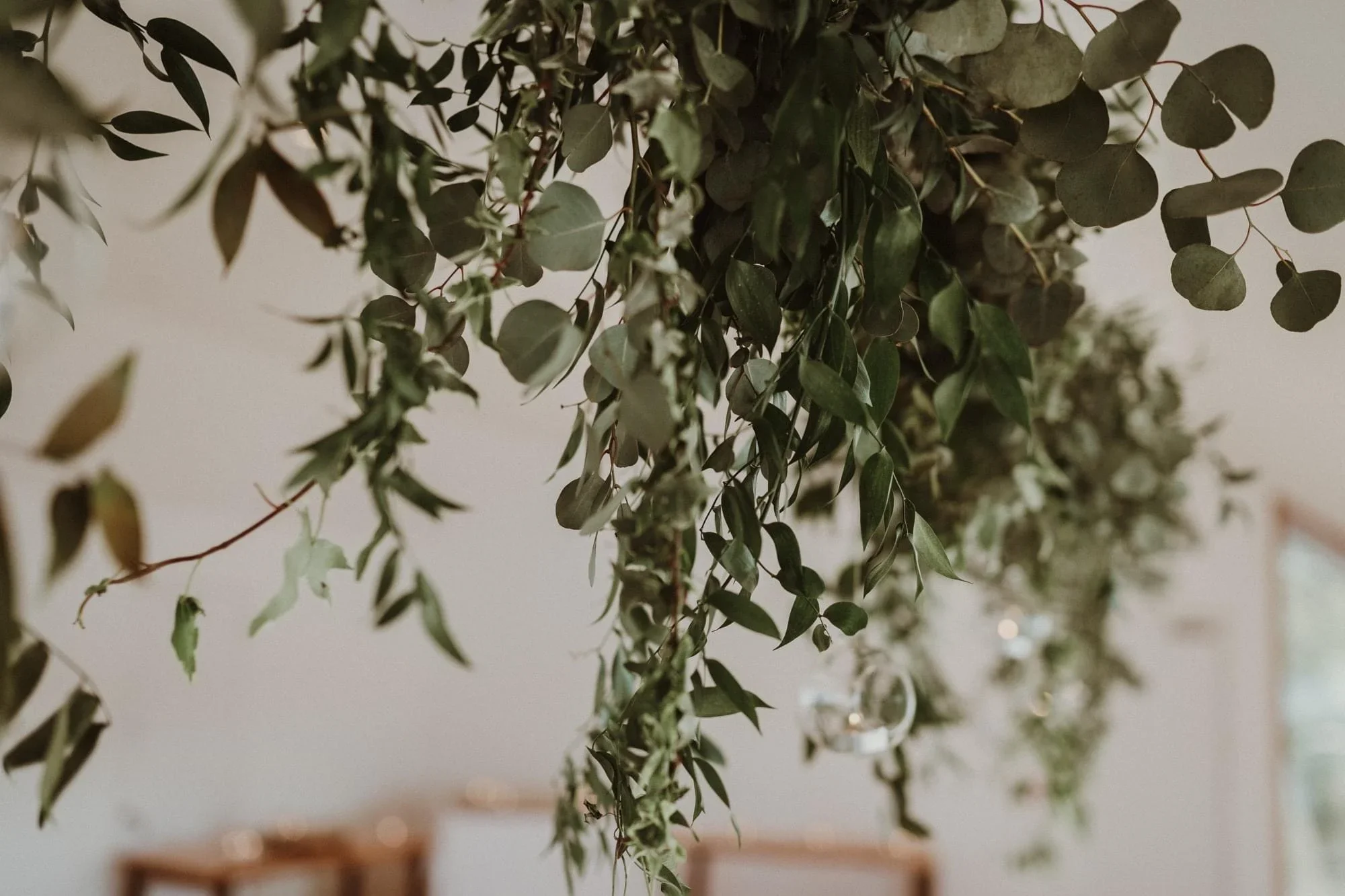 Close-up of hanging green foliage plants with blurred background.