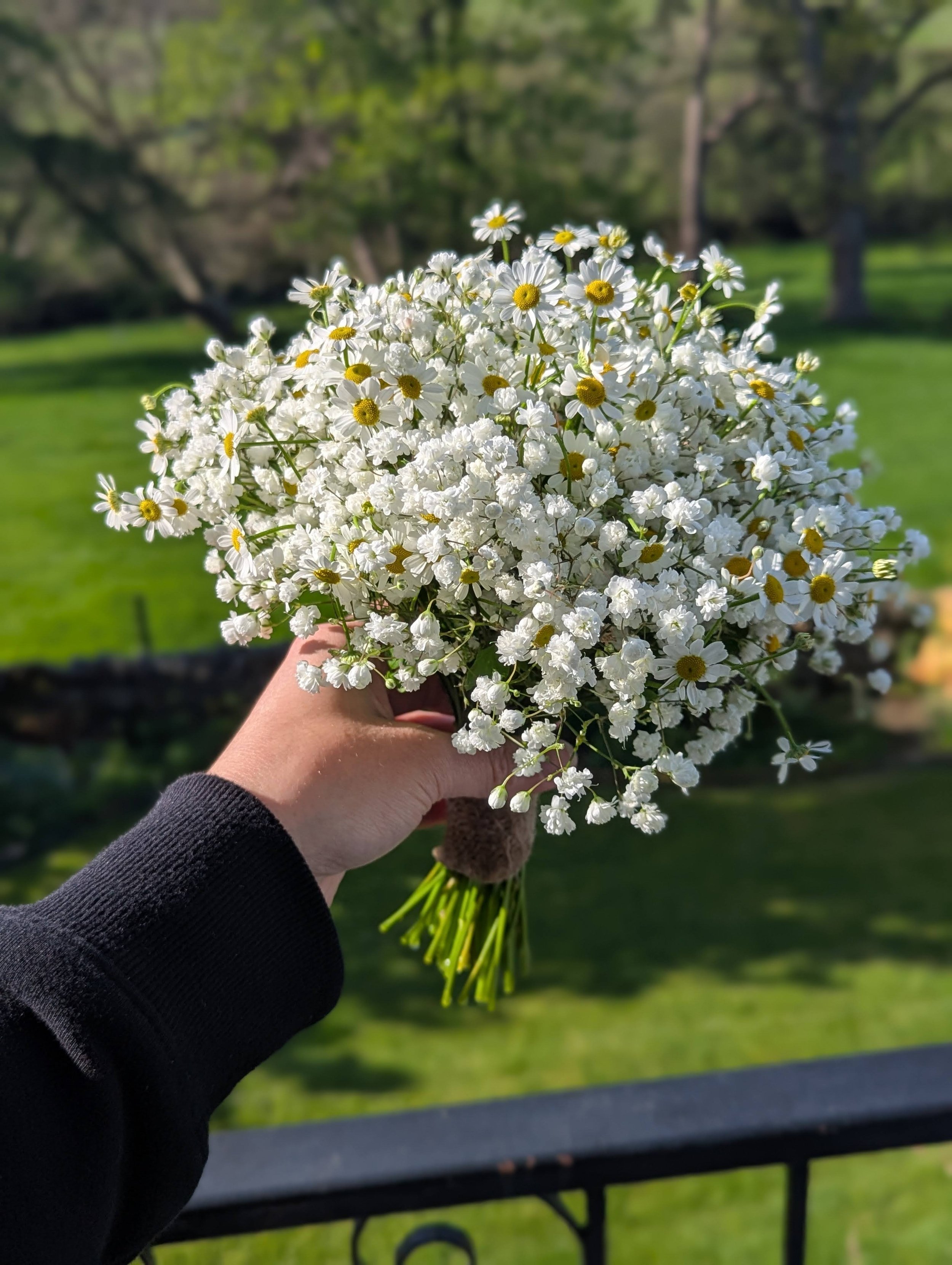 A hand holding a bouquet of white daisies and small white flowers against a green outdoor background with trees and grass.