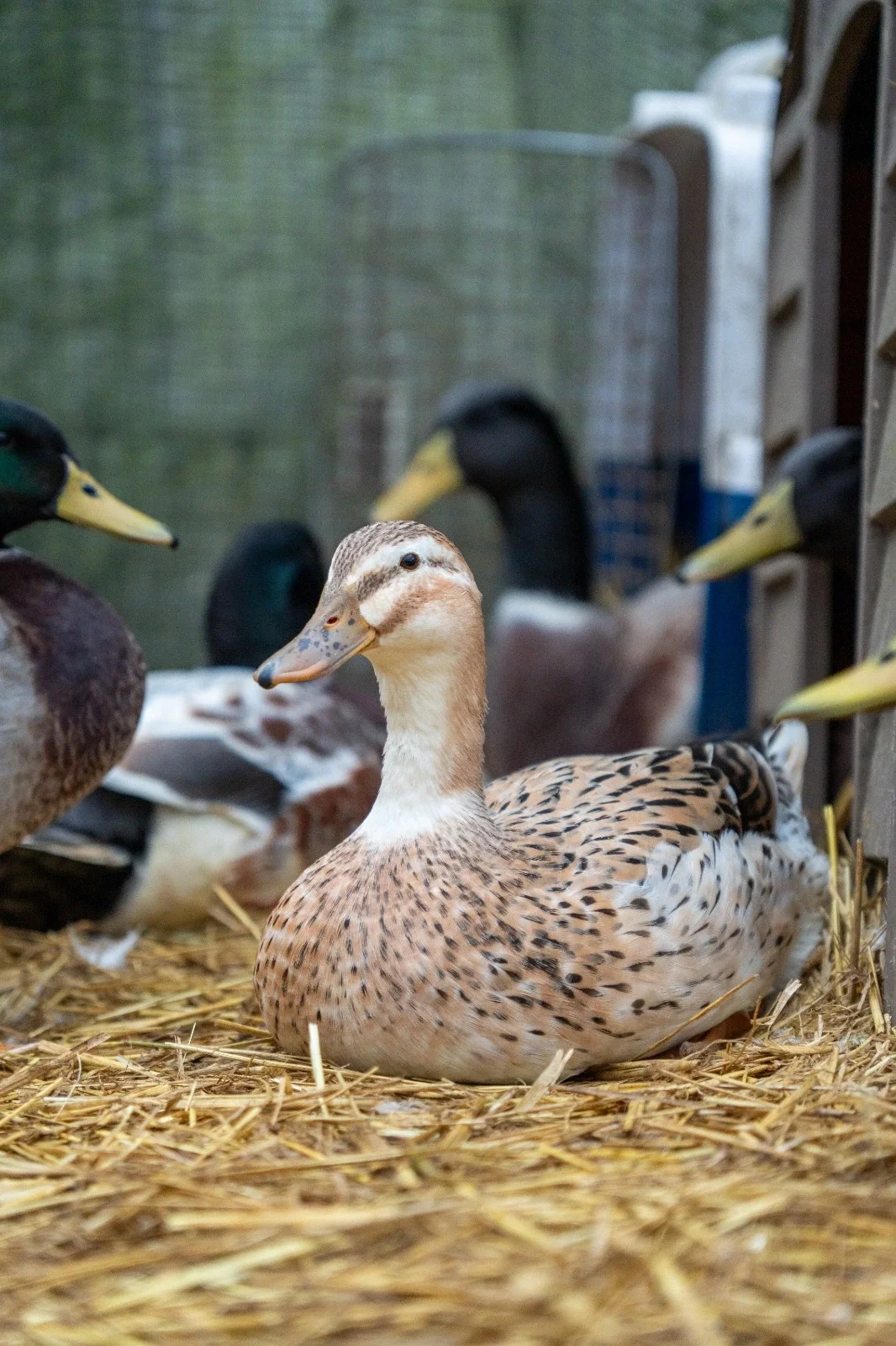 WhatsApp Image 2026-03-25 at 13.18.06.webp