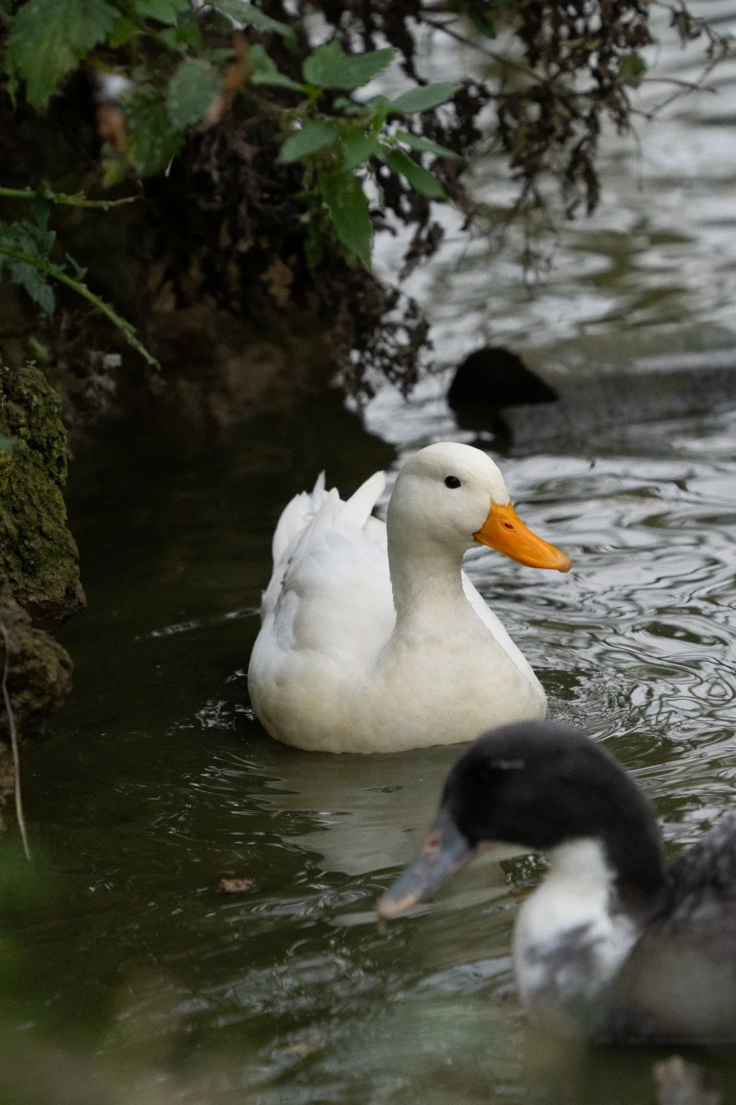 WhatsApp Image 2026-03-25 at 13.18.06 (5).webp