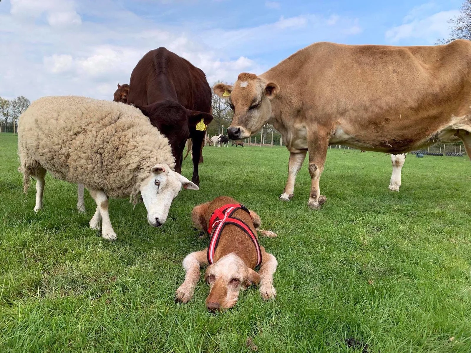 Spring Fayre (April 26th)