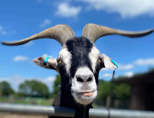 This handsome boy called Chip was found running down a street in London. He is very aloof, and doesn’t really like interacting with people unless they’re giving him treats!