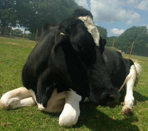 Lara is our disabled cow. She was born with a missing hoof, likely due to the umbilical cord being wrapped around it when she was a foetus. Her body has adapted remarkably, so she may look a bit 'different' with an unusual posture. Despite her missin