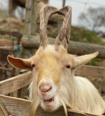 Bert is one of a pair of goats found dumped in our car park early one morning. The other
lives at the back of this paddock in our delicate group. Bert is incredibly confident and affectionate. He loves people, and the
other goats, and has a very swee