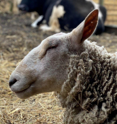 Gabriel is a deaf and blind sheep. He came to us when he was only a few months old, and he copes very well in his little group. He knows where to find his bed, hay, and water, and knows where the fences are. Occasionally, he gets disoriented and knoc