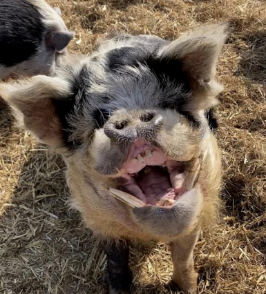 Captain loves people, and gets hand-fed special mushy food every day. We just can’t refuse that adorable smile!